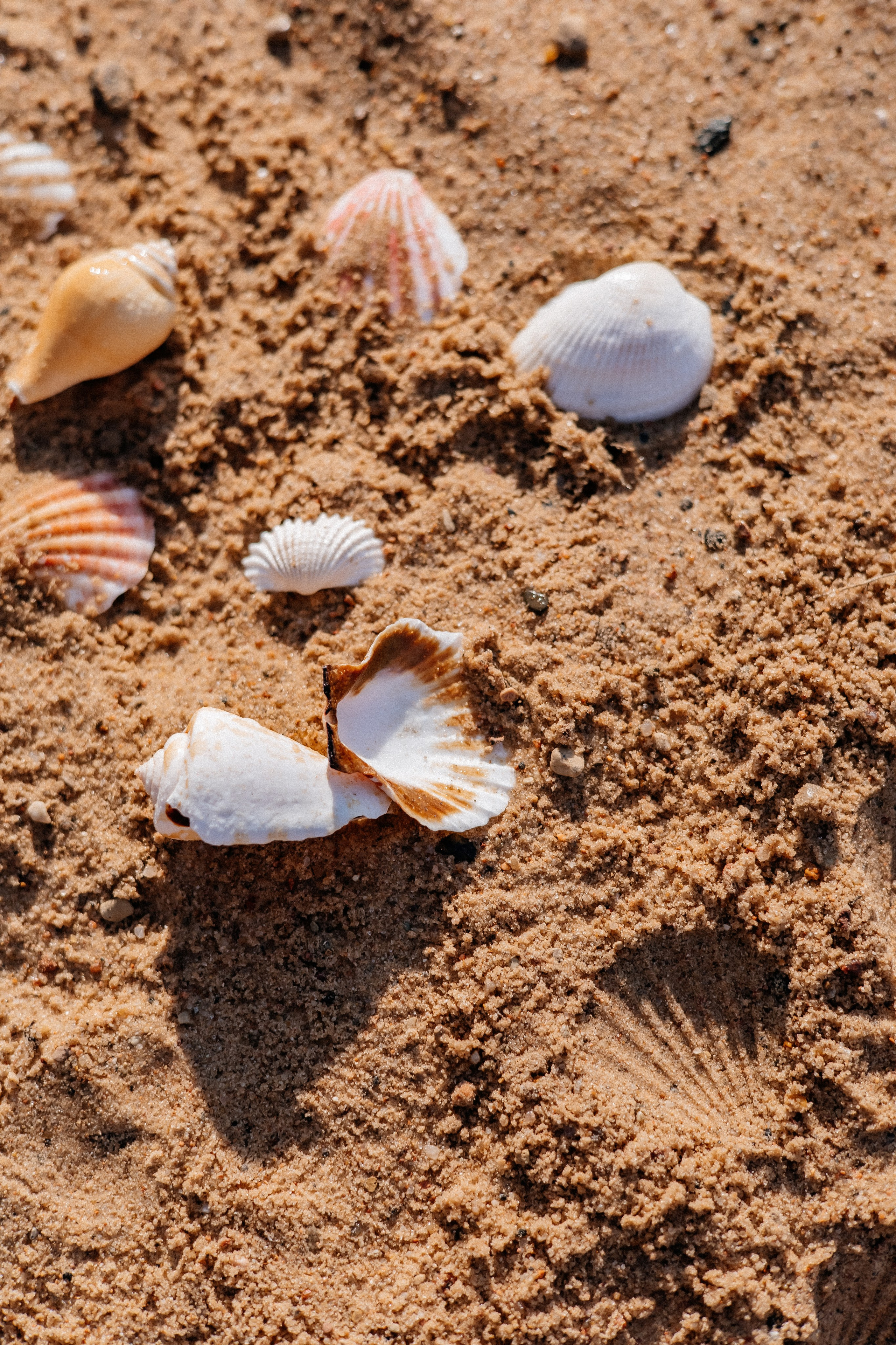 Арина. Светлана Ванцлав — фотограф Минск, Беларусь