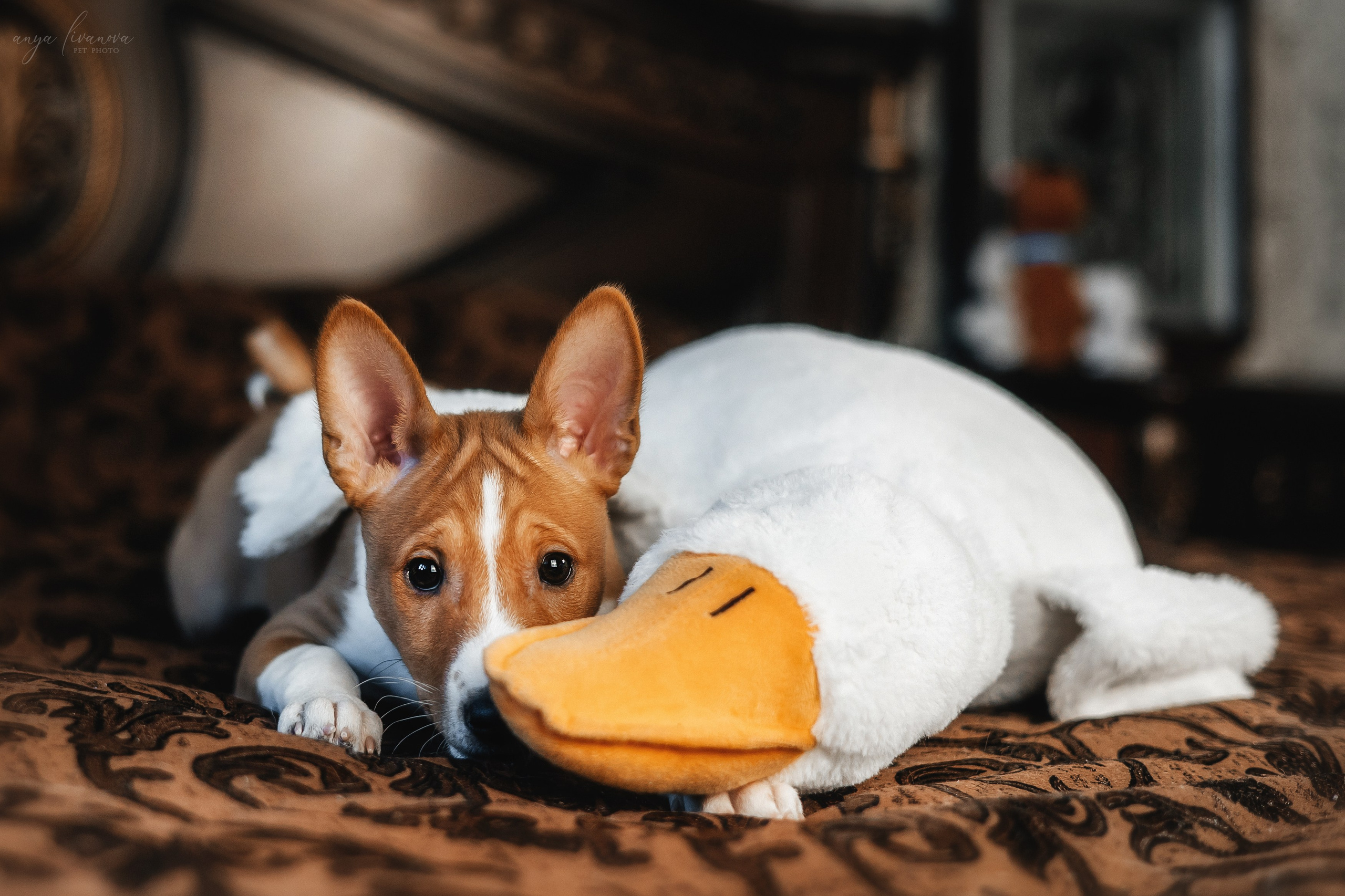Балу. Фотограф анималист Аня Ливанова | Рыбинск