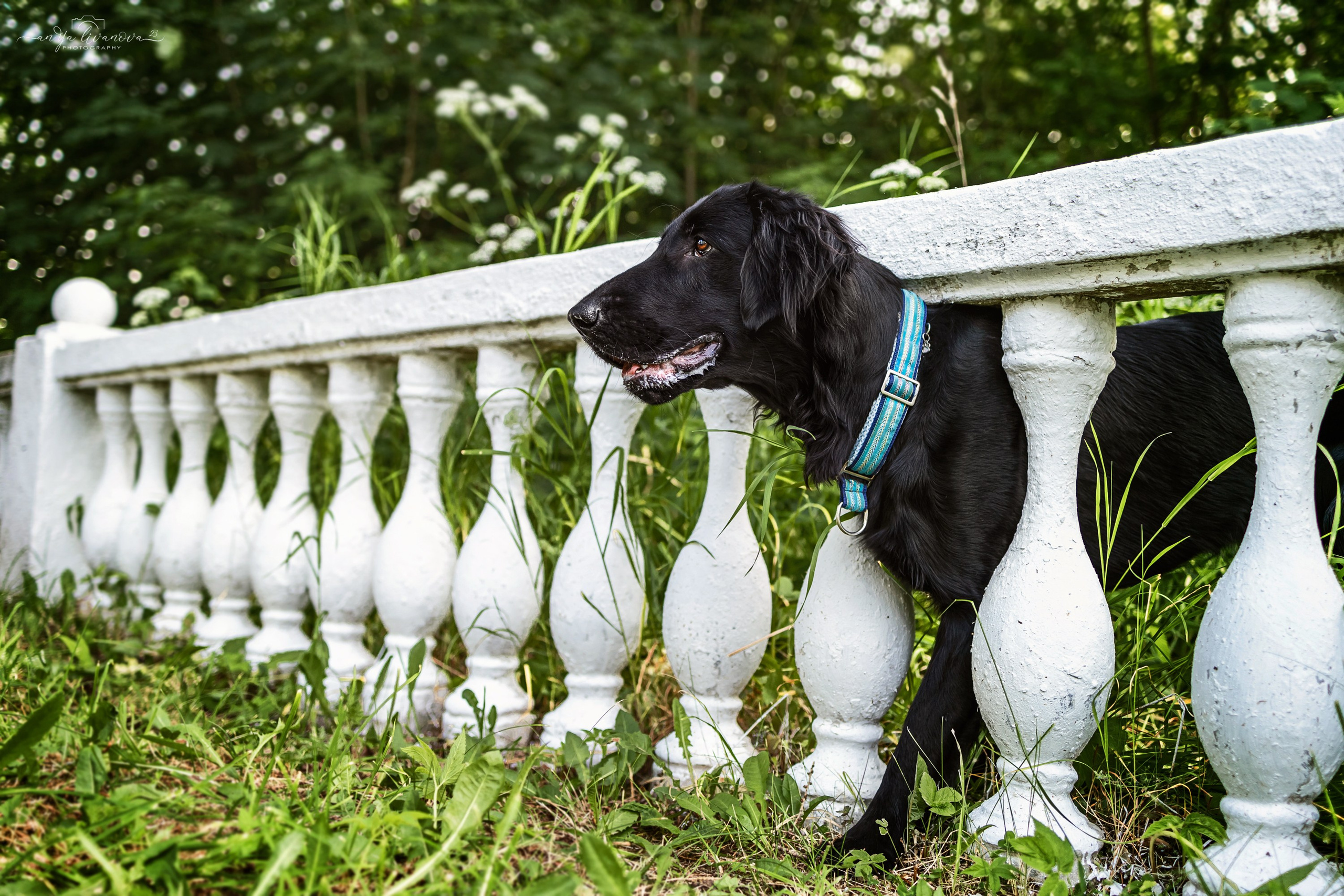 Художники…. Фотограф анималист Аня Ливанова | Рыбинск