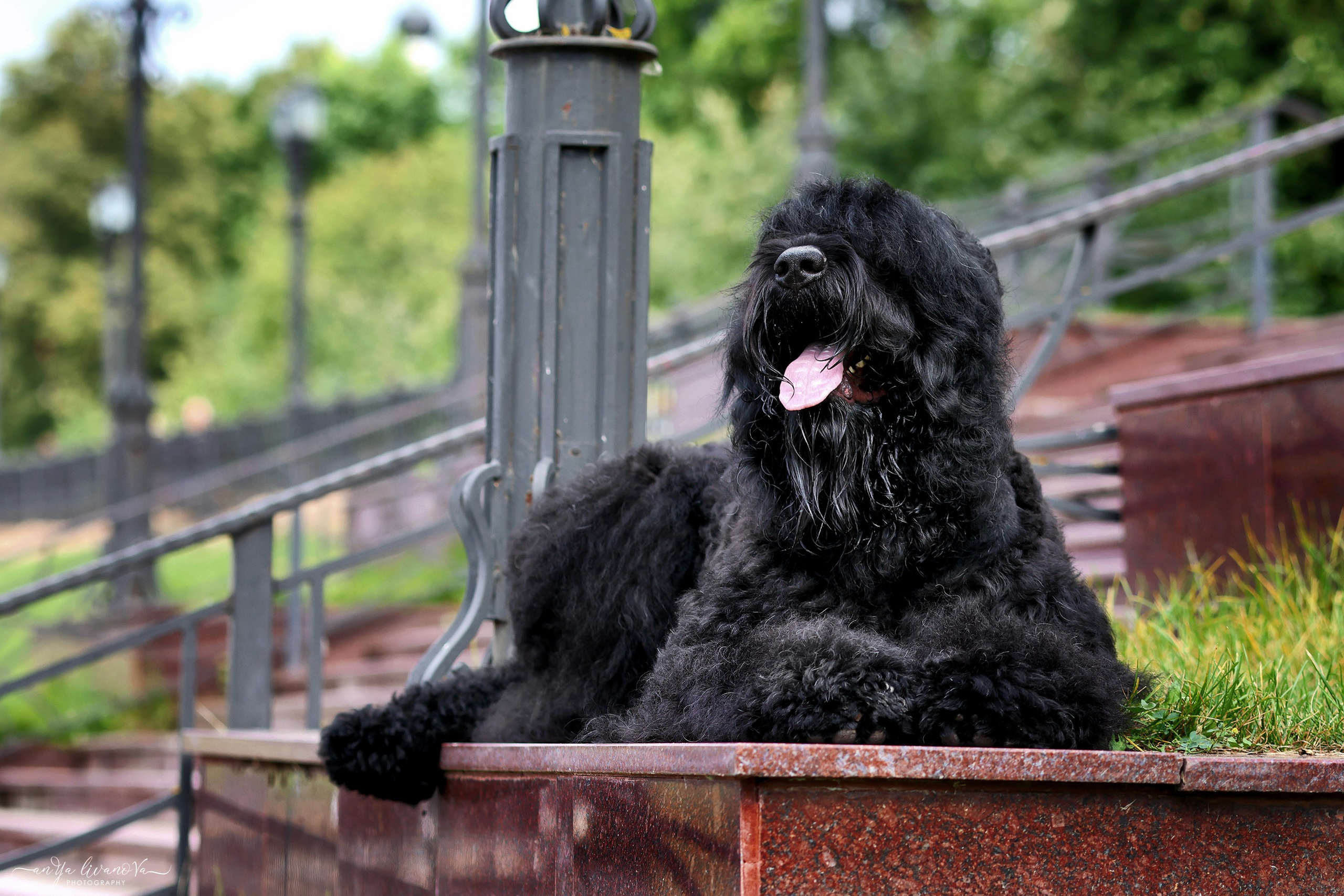 РЧТ. Фотограф анималист Аня Ливанова | Рыбинск