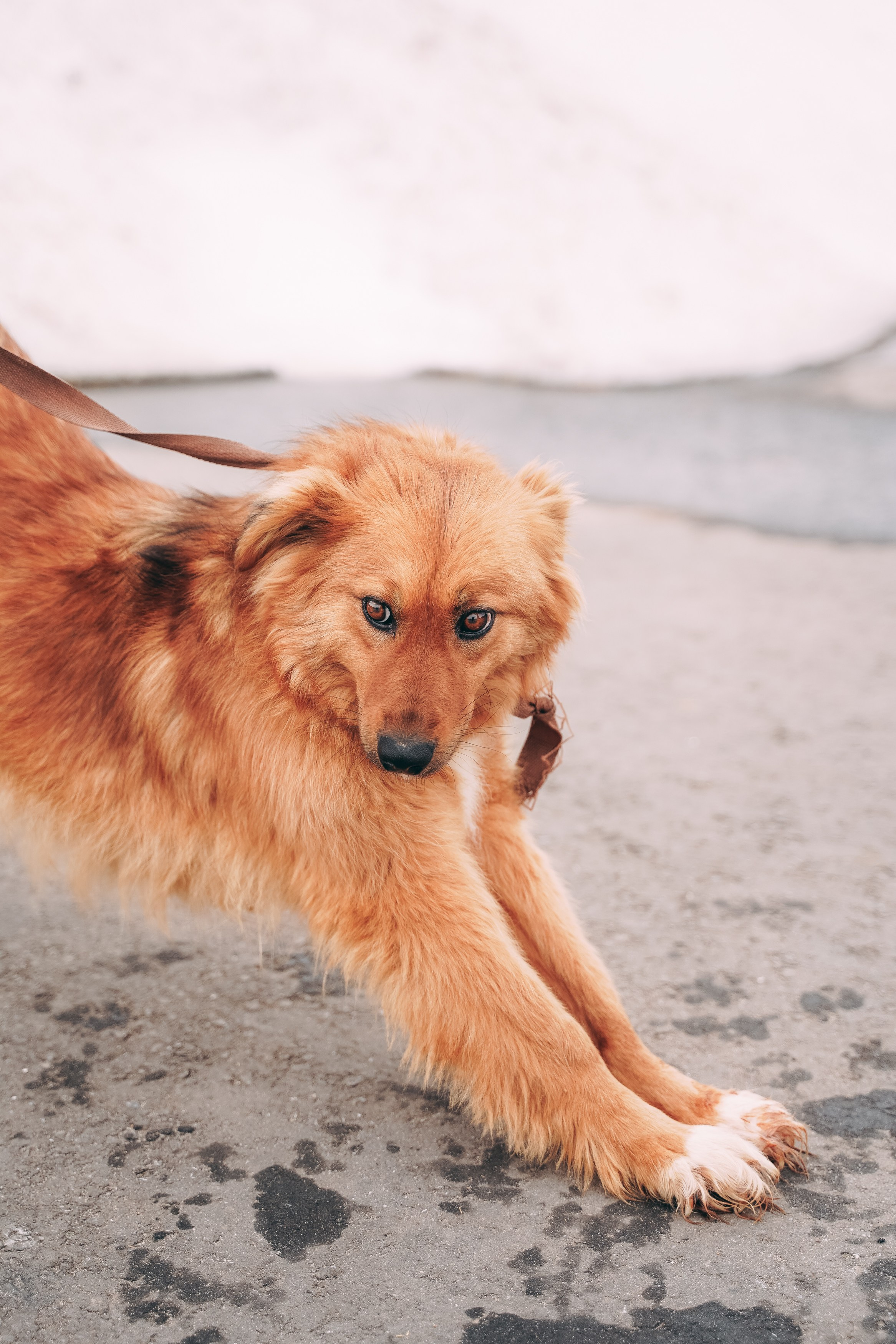 Съемка для благотворительного фонда «Дог 24». Фотограф-анималист, портретный фотограф в Чебоксарах Мария Садыкова