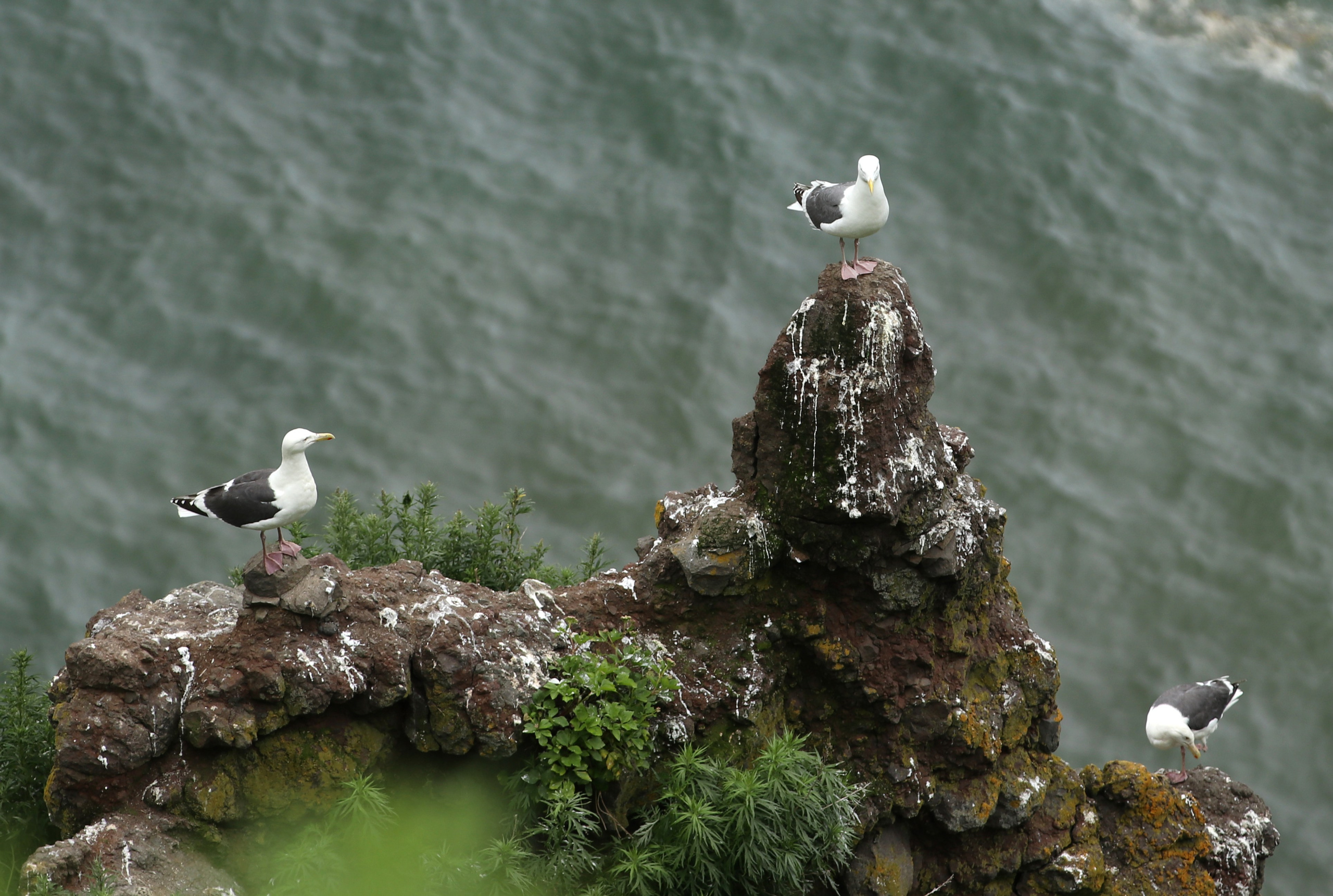 Камчатка и о. Парамушир. Июль 2024. Путешественник-фотограф из Санкт-Петербурга Татьяна Свистулина