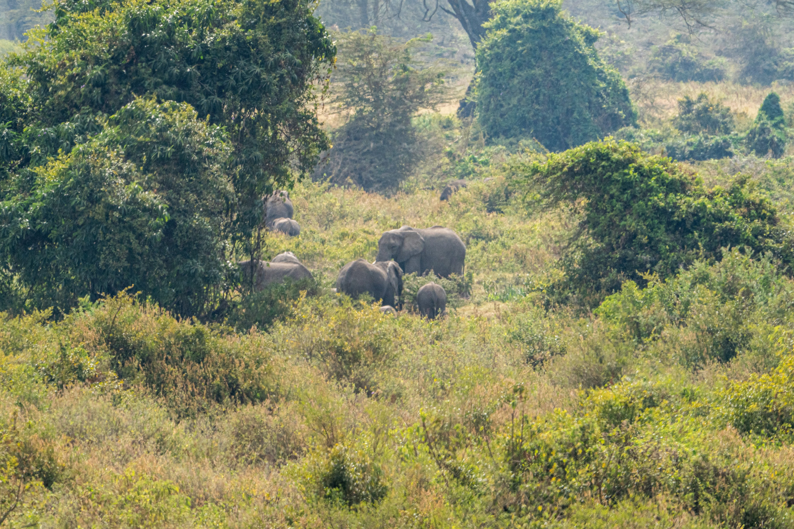 Танзания, сафари, 2025. Творческие сьемки