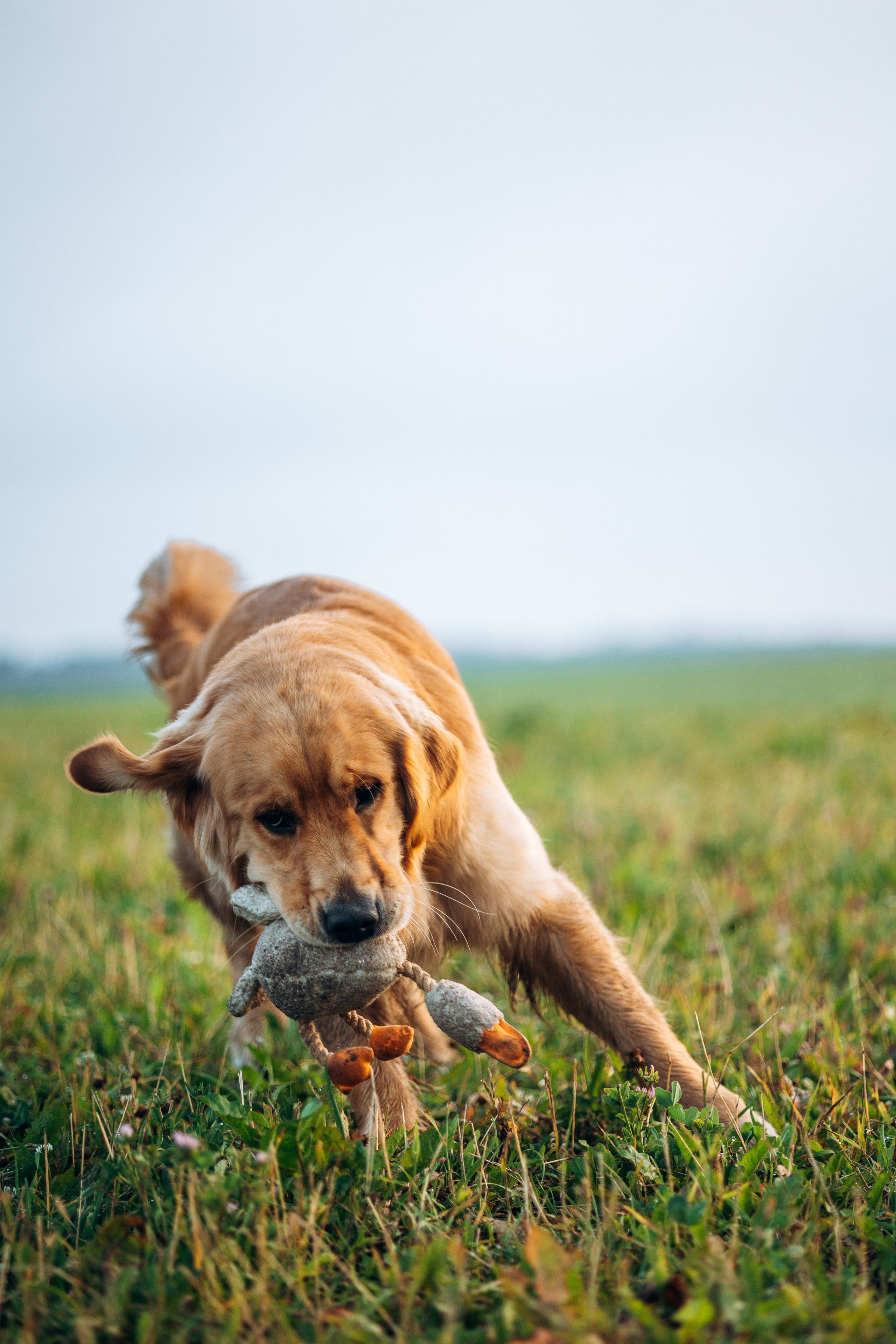 Аня и Ноллан. Фотограф — Анималист | Санкт-Петербург