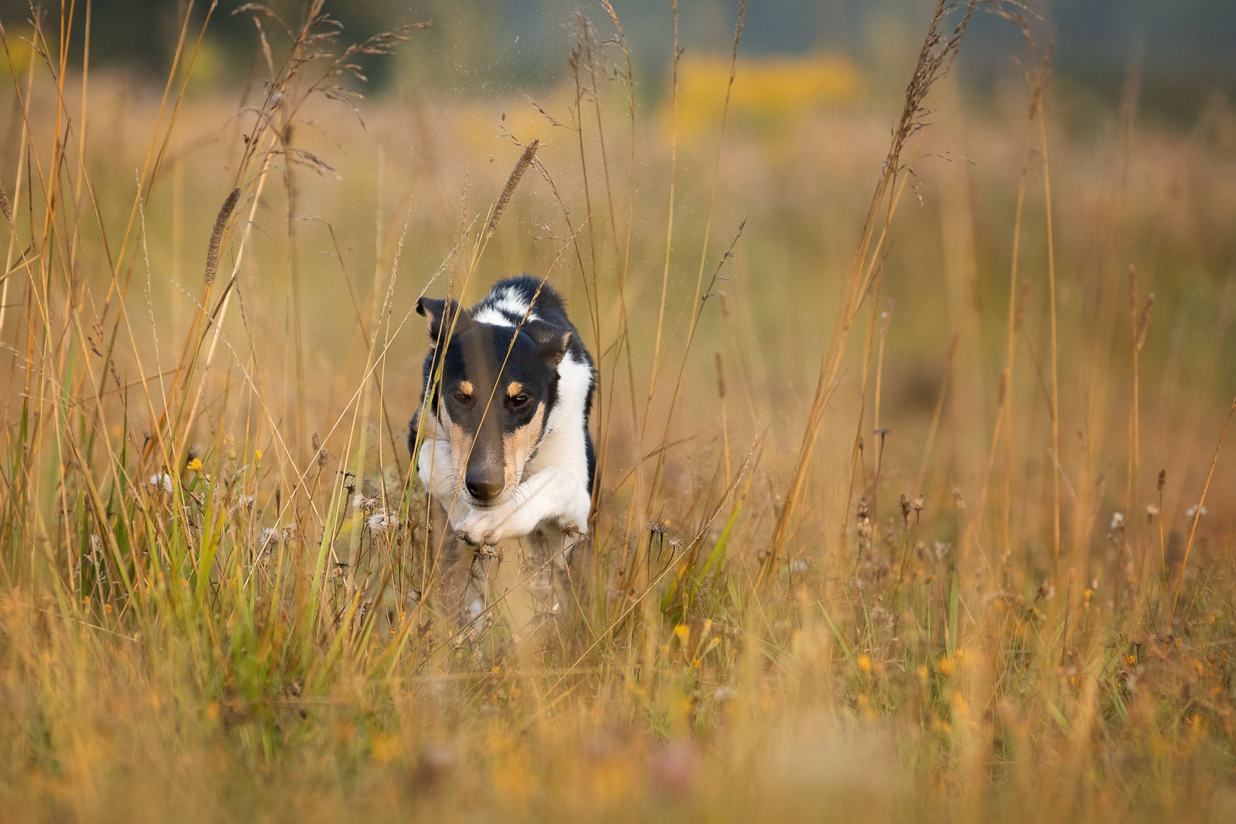 Наташа и короткошерстные колли. Фотограф-анималист в Москве и Московской области Татьяна Фролова