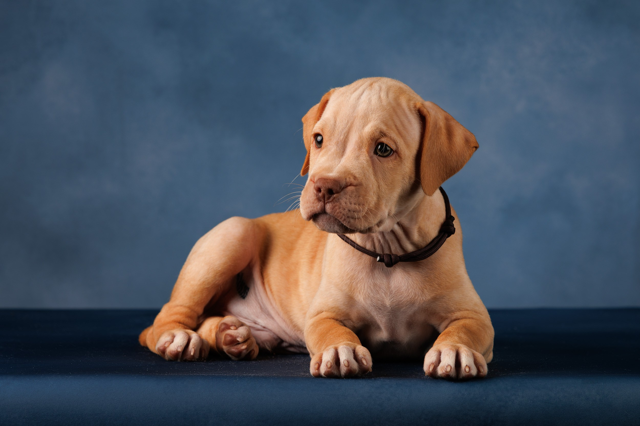 Съемка щенков АПБТ. Фотограф-анималист в Москве и Московской области Татьяна Фролова