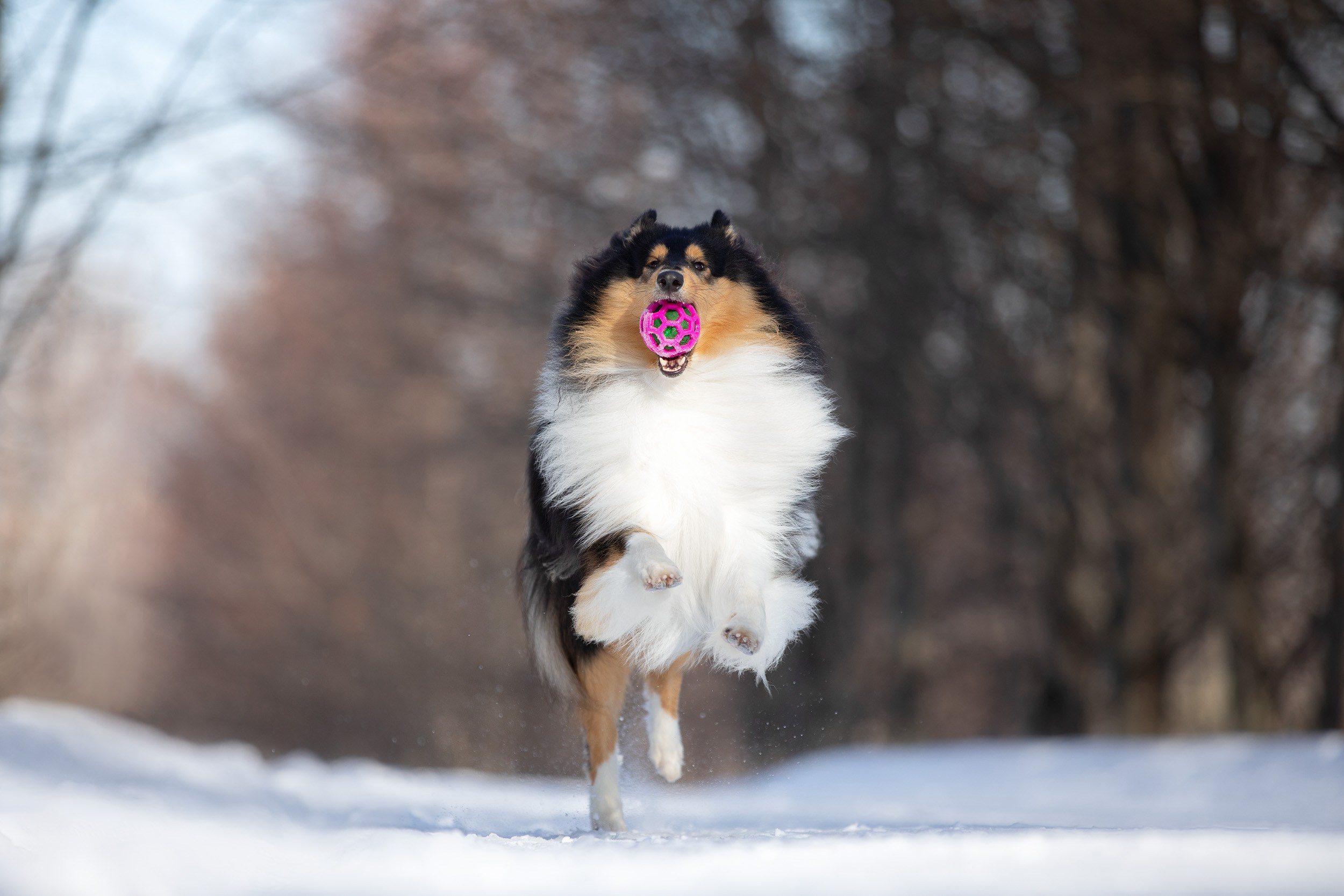 Фотопрогулка с собаками в Царицыно. Фотограф-анималист в Москве и Московской области Татьяна Фролова