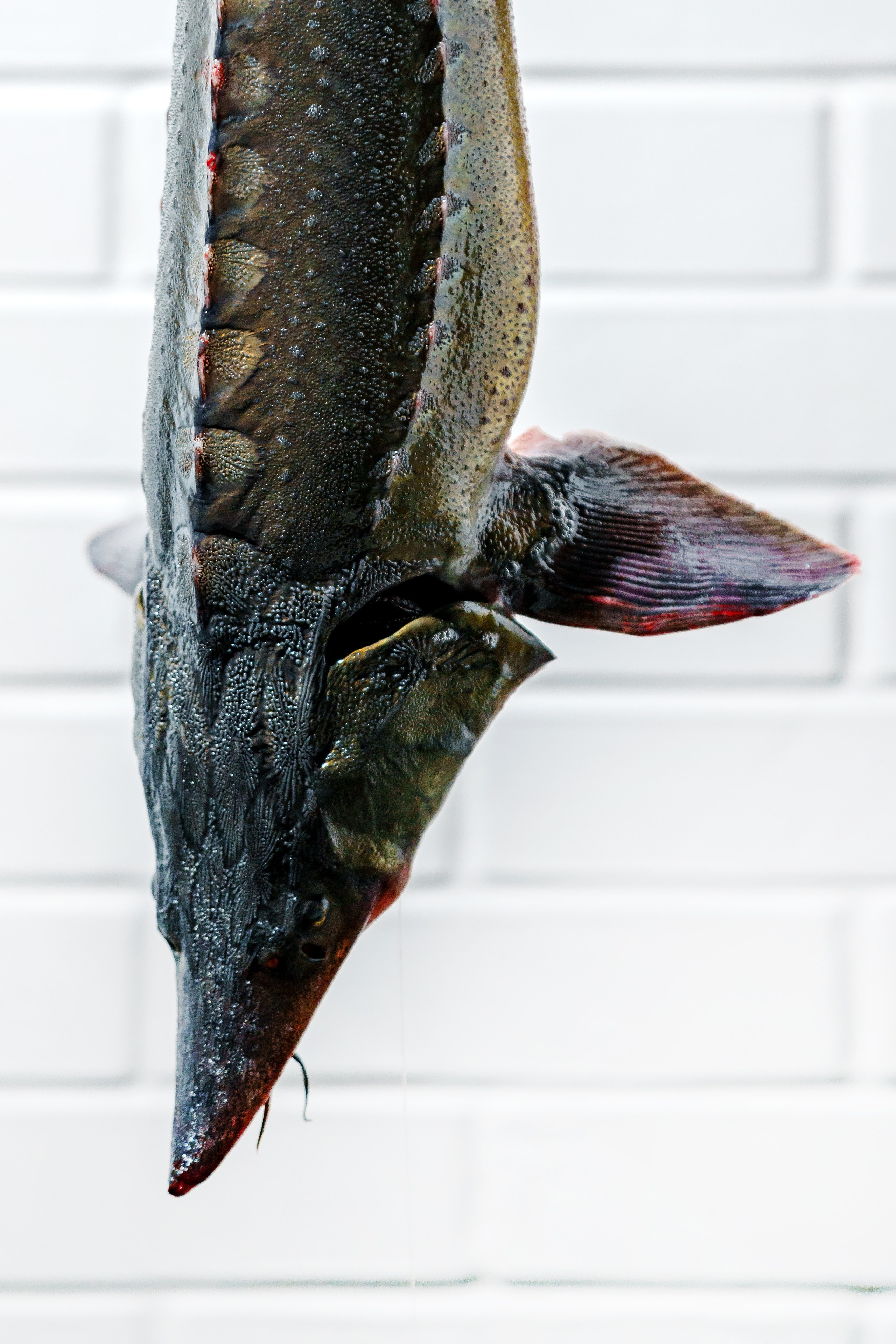 Ресторан «Murmansk». Контент фотограф в Москве Александр Хитько