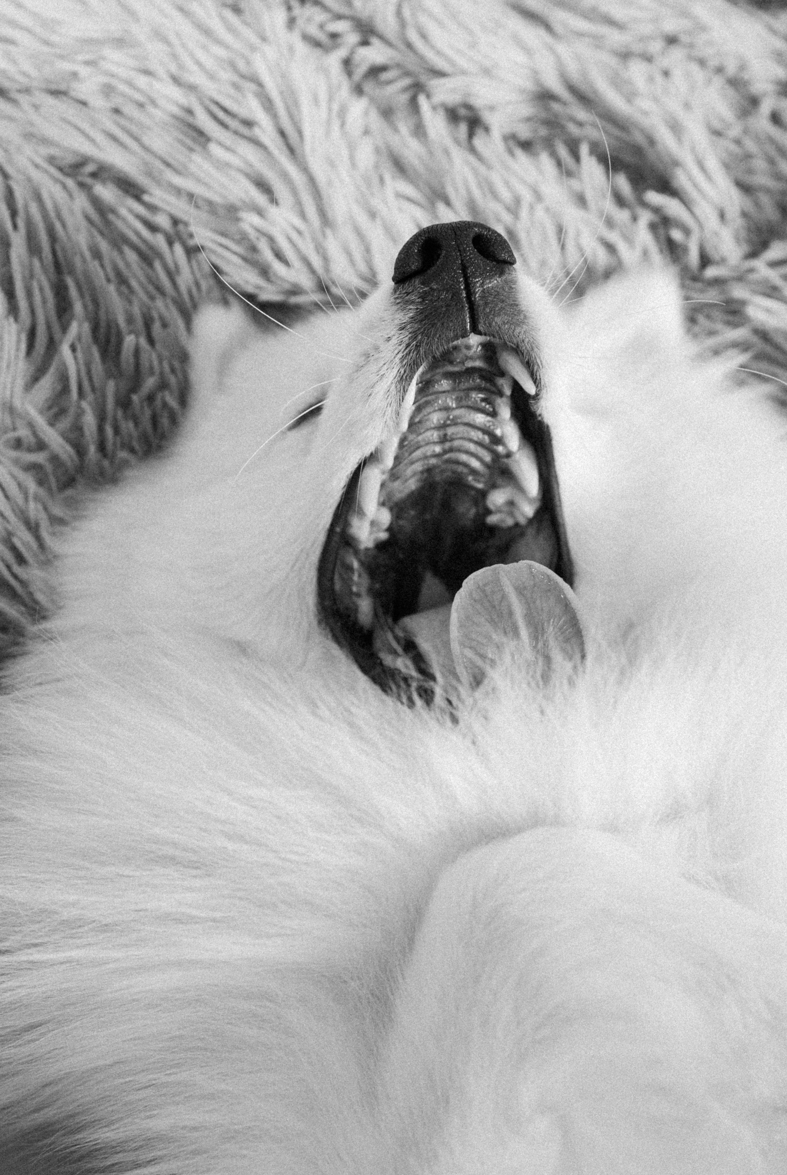 Зоопарк в моём багаже. Кошенкова Мария: портретный и репортажный фотограф. Санкт-Петербург