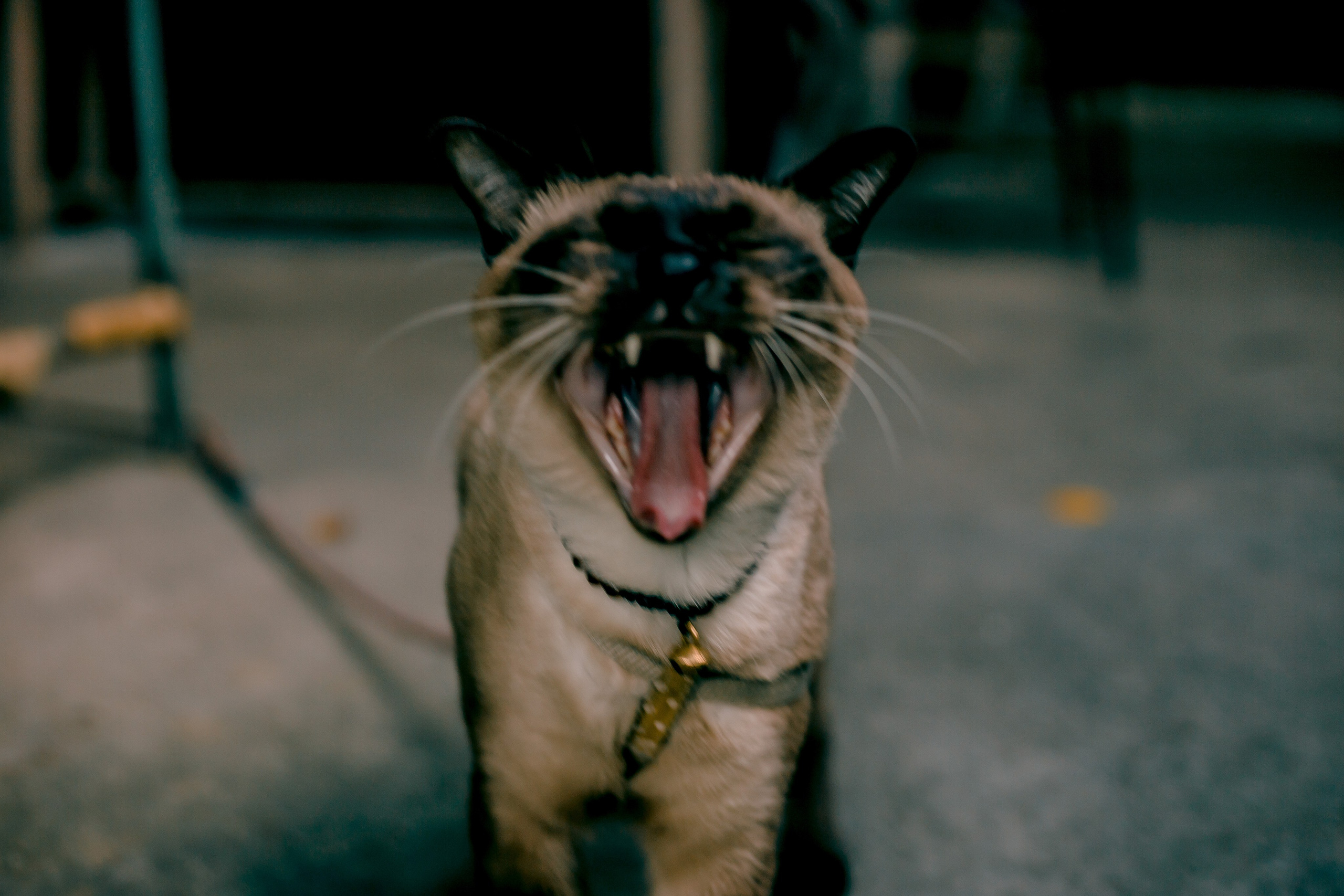 Thailand, Chiang Mai. Art Photographer