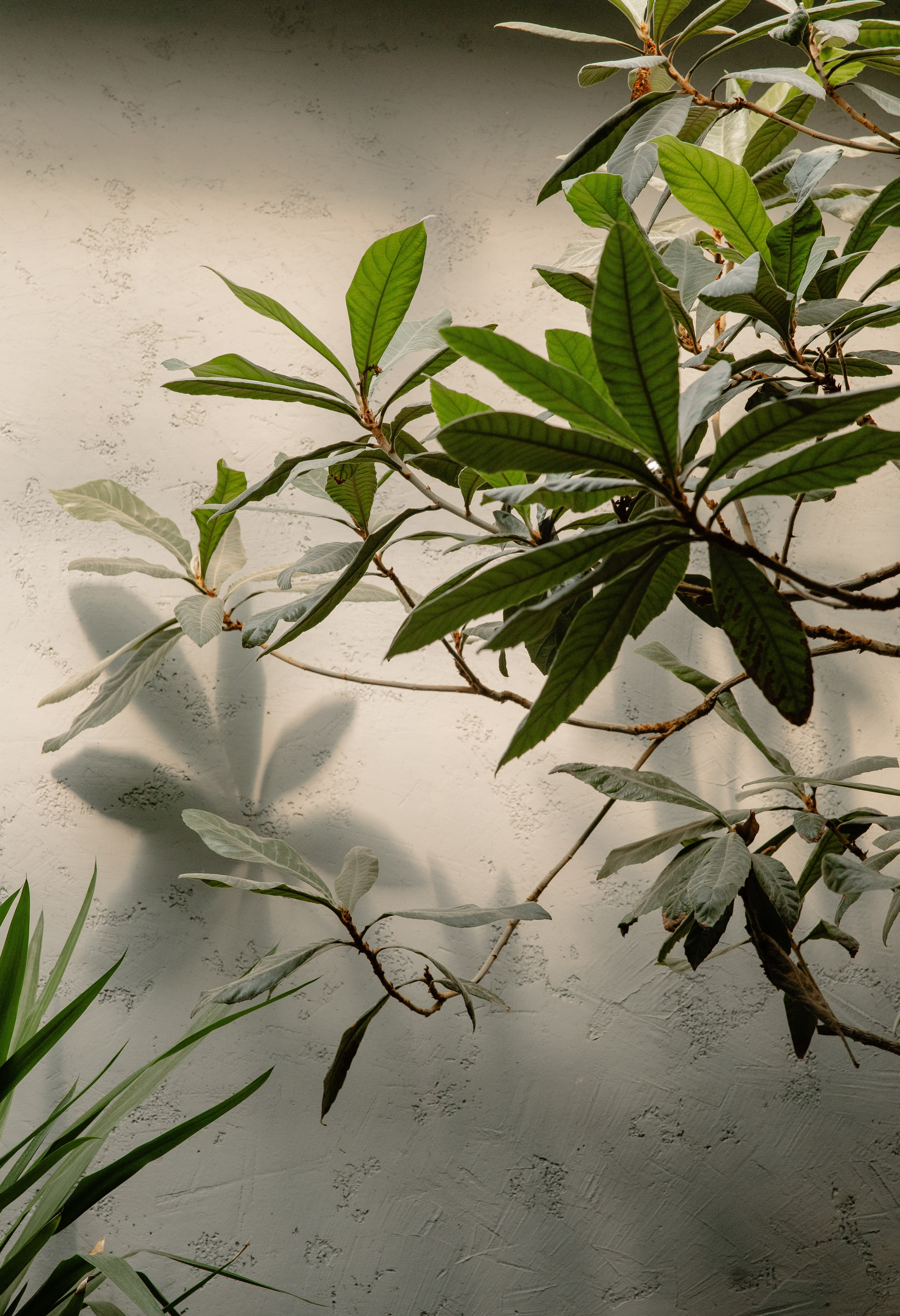 Павел & Алёна. Свадебный фотограф Краснодар и Москва. Анна Еремчук