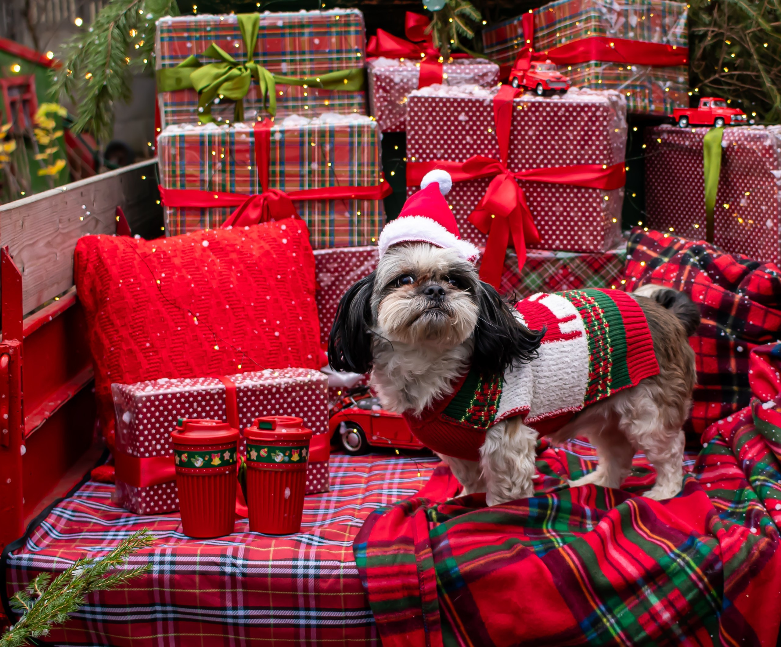 Милый пес в новогодней одежде 