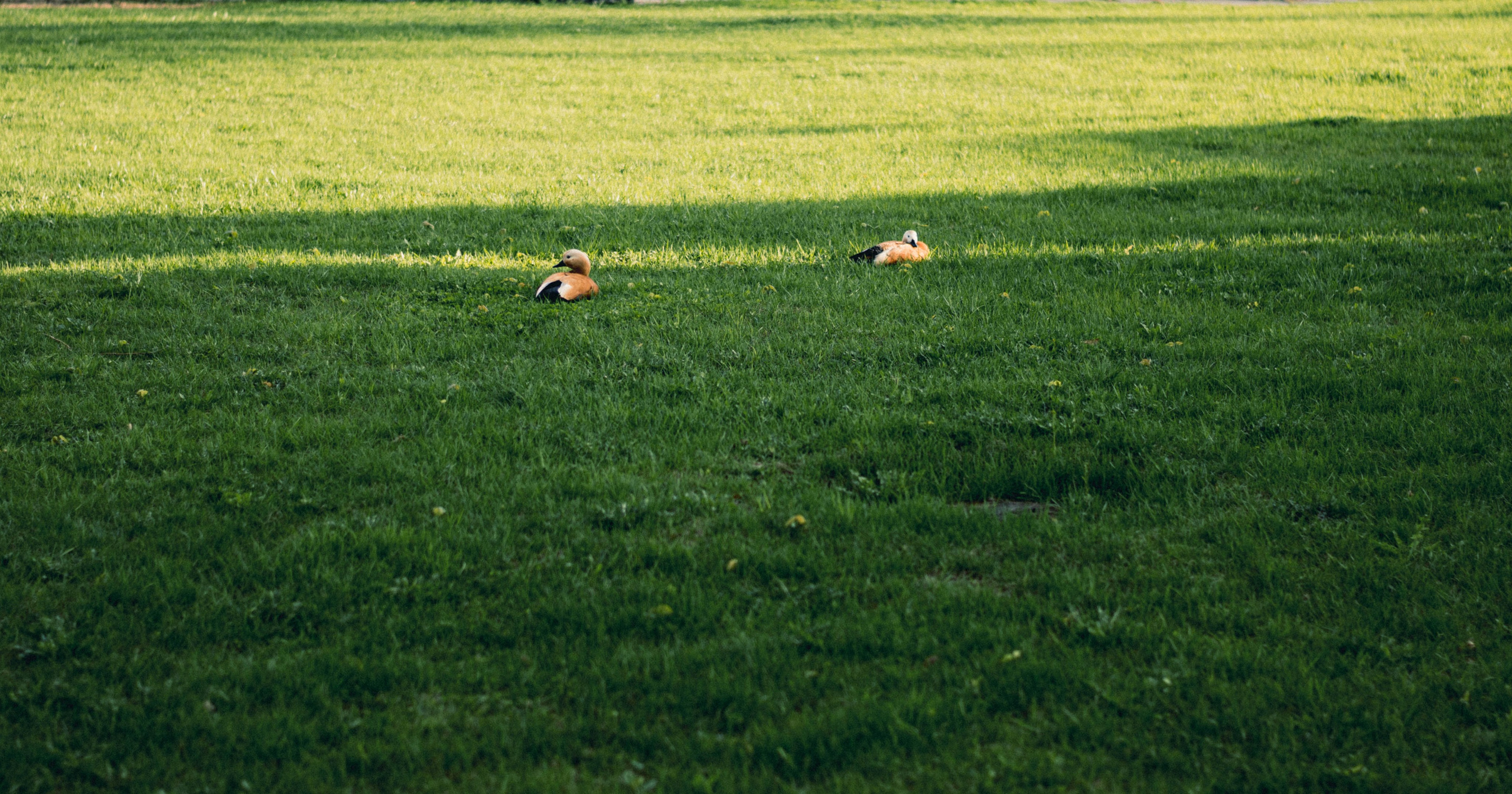 Уличная фотография каждый день