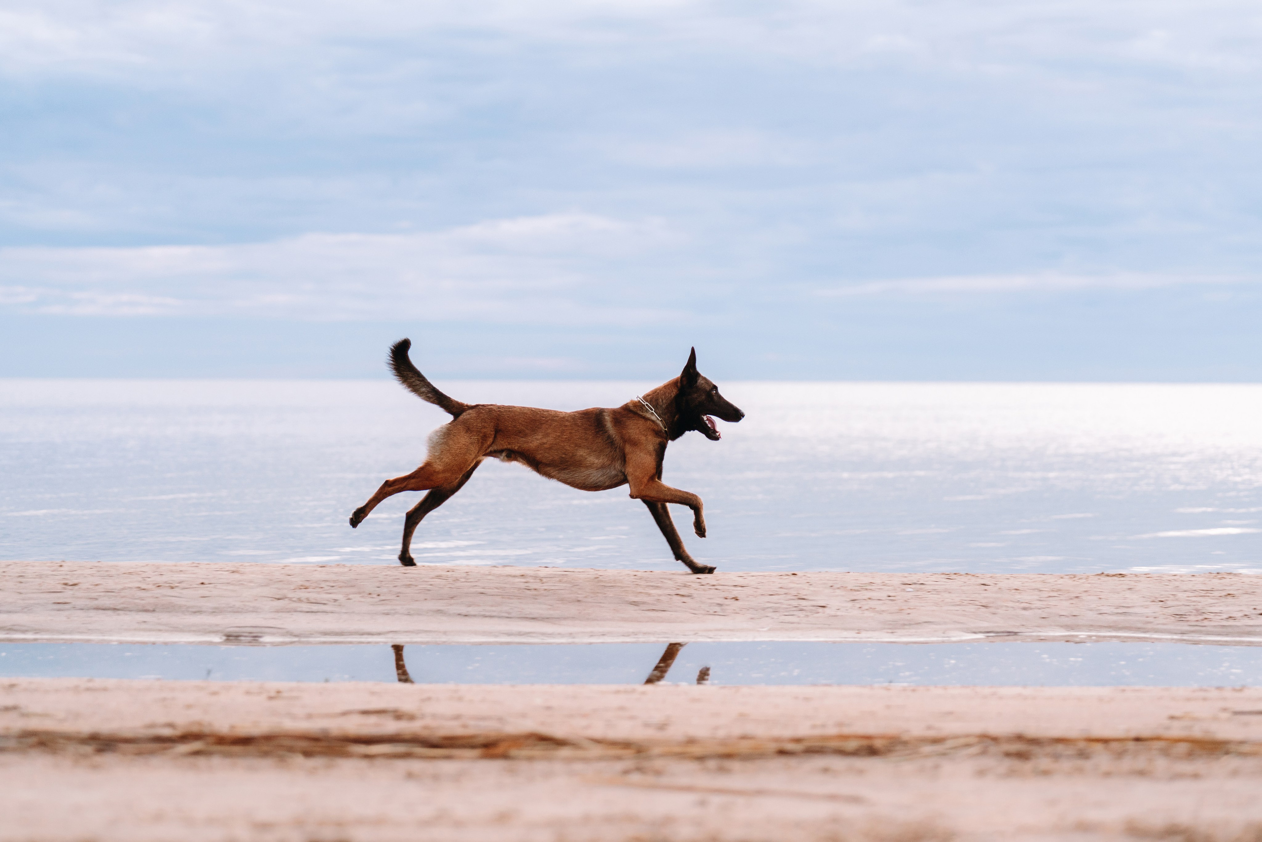 Раш. Фотограф анималист Осипчикова Мария