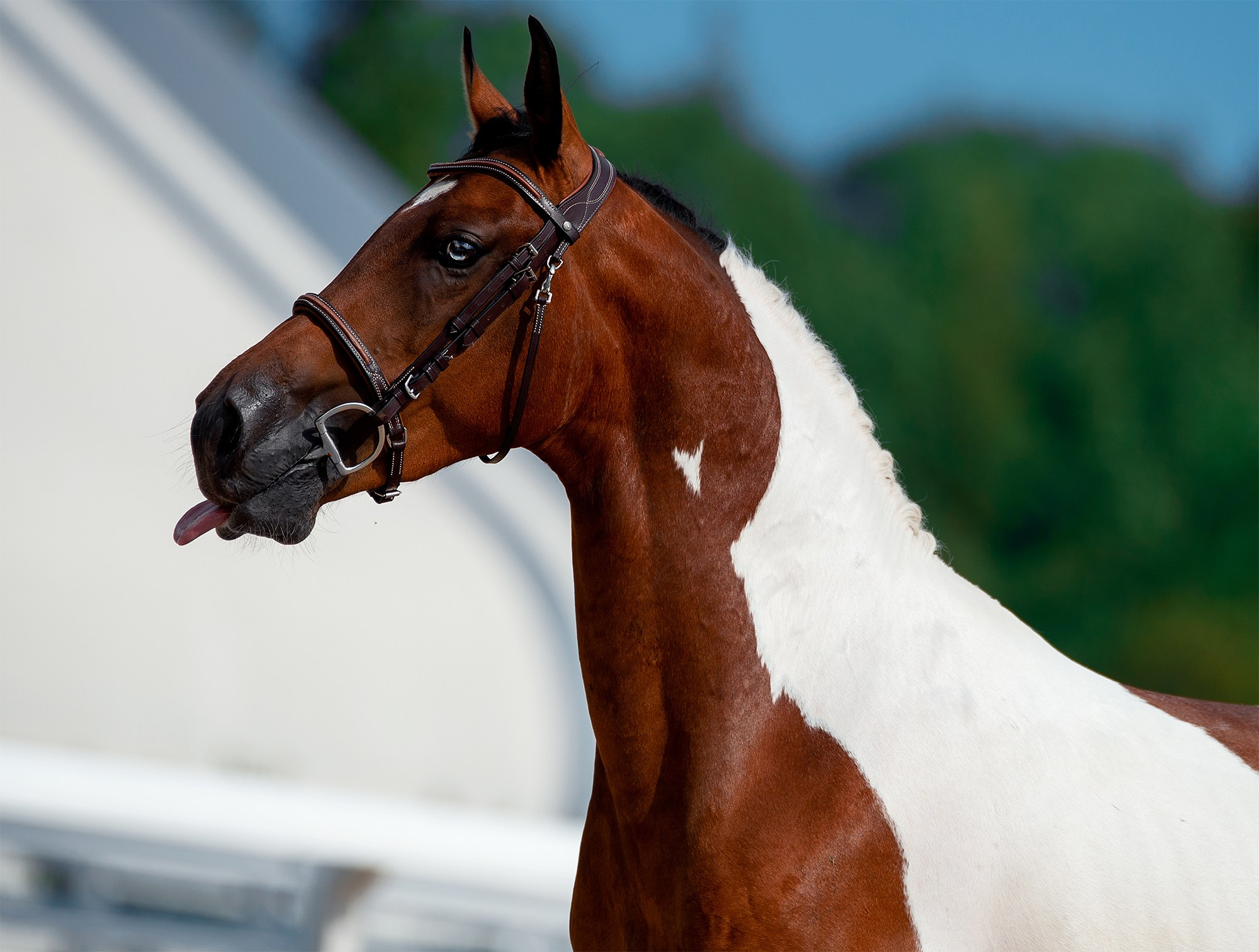 На свободе. Конный фотограф Alesya Safe