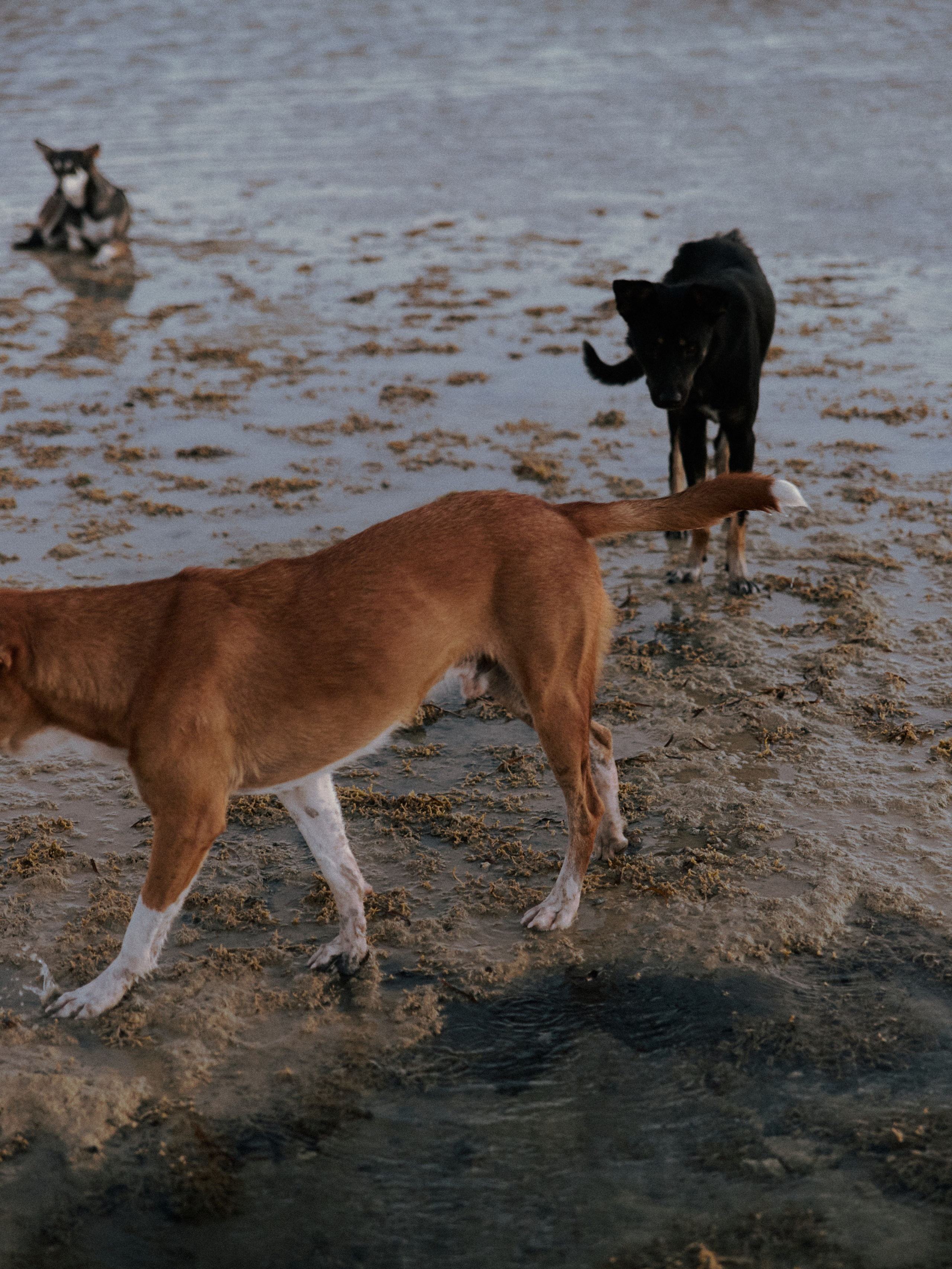 Другое 2. Jorgis Talè — photographer, kind person, teacher of arts and other mag