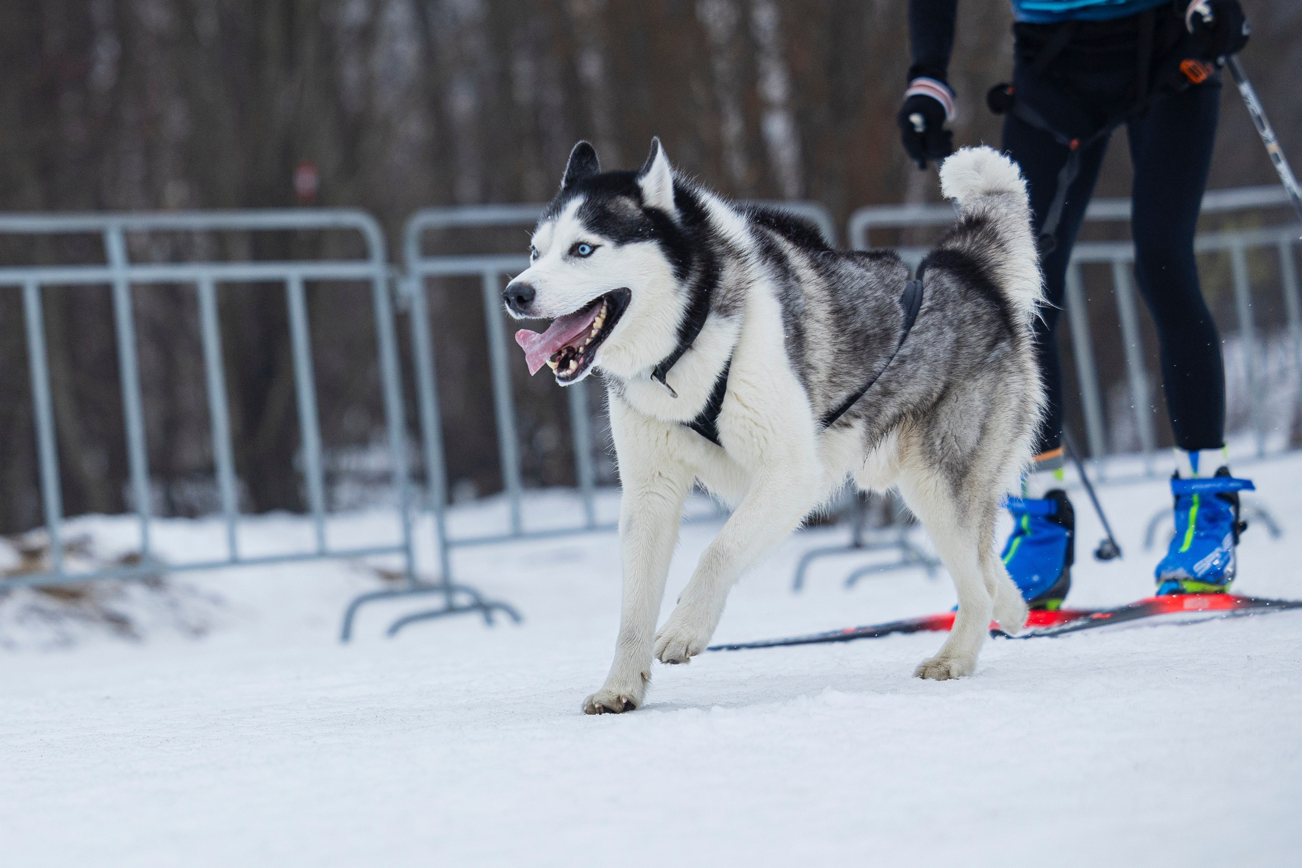 Зимний Чемпионат Санкт-Петербурга по ездовому спорту. Фотограф-анималист Анна Маринич