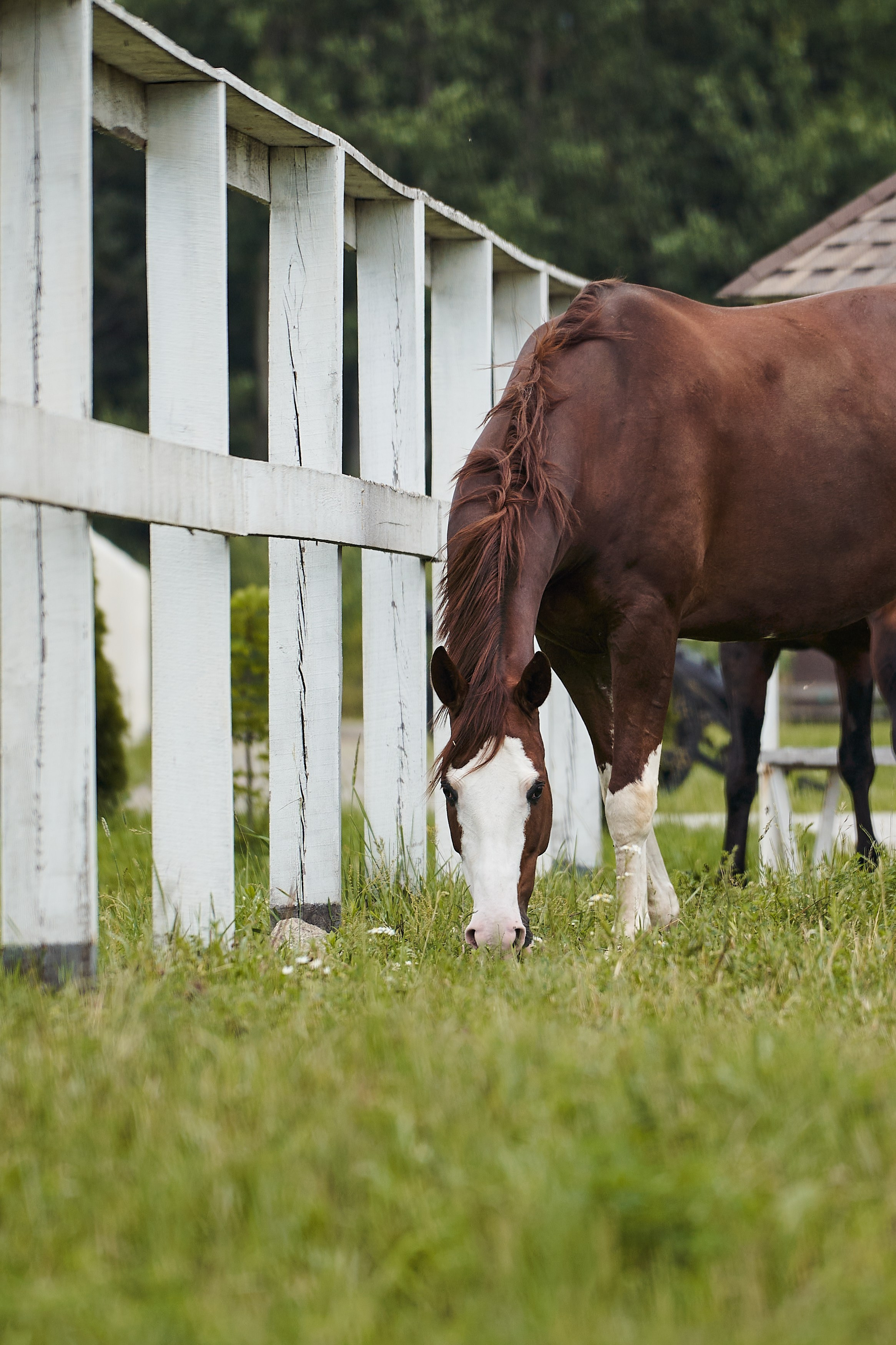 Хэмилтон, полукровный, КСК «Звёздный». Фотосессии с лошадьми в Москве, Новосибирске