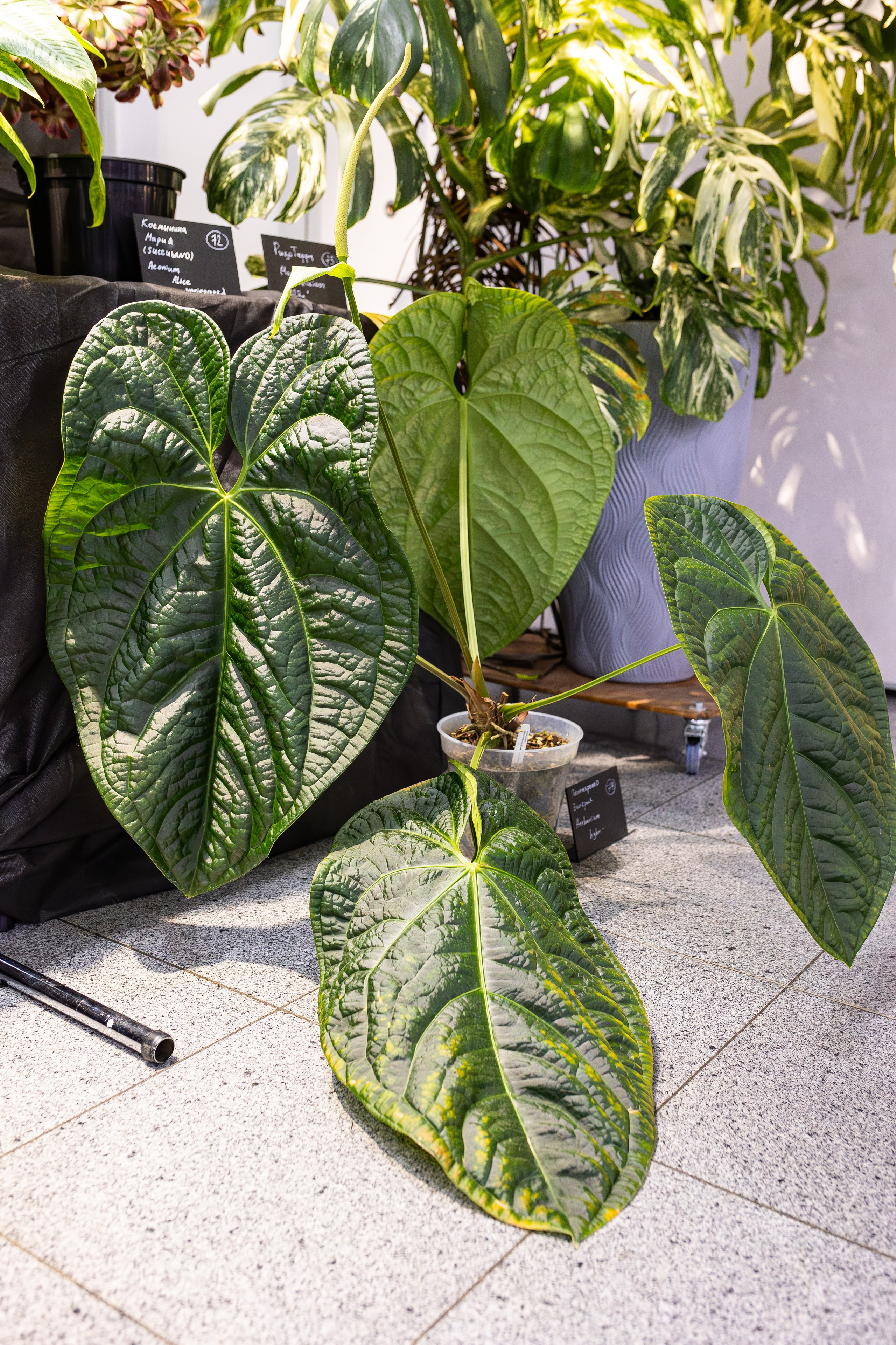 Монстериум 11–12 октября. Александра Куликова фотограф, Москва