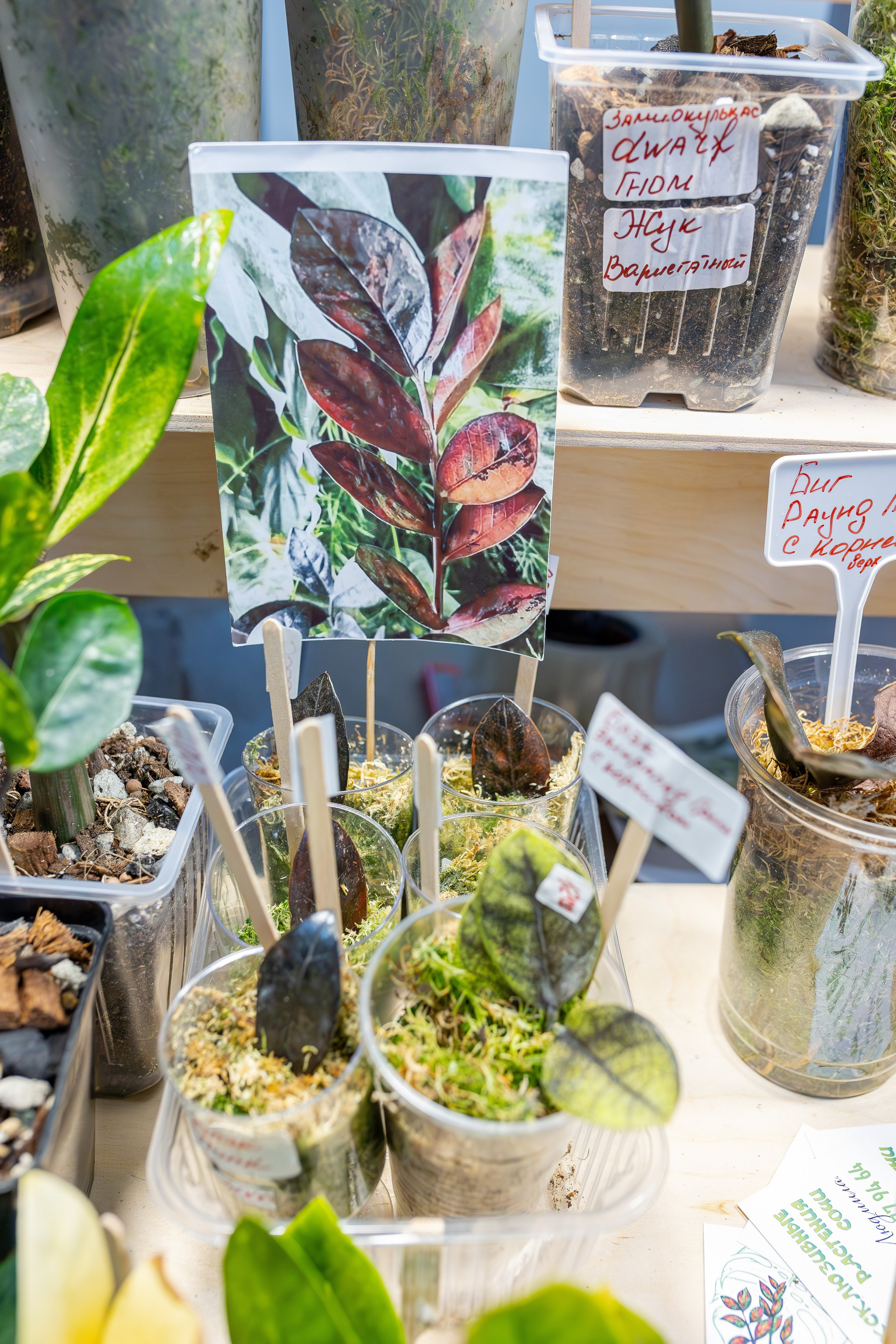 Монстериум апрель 2026. Александра Куликова фотограф, Москва