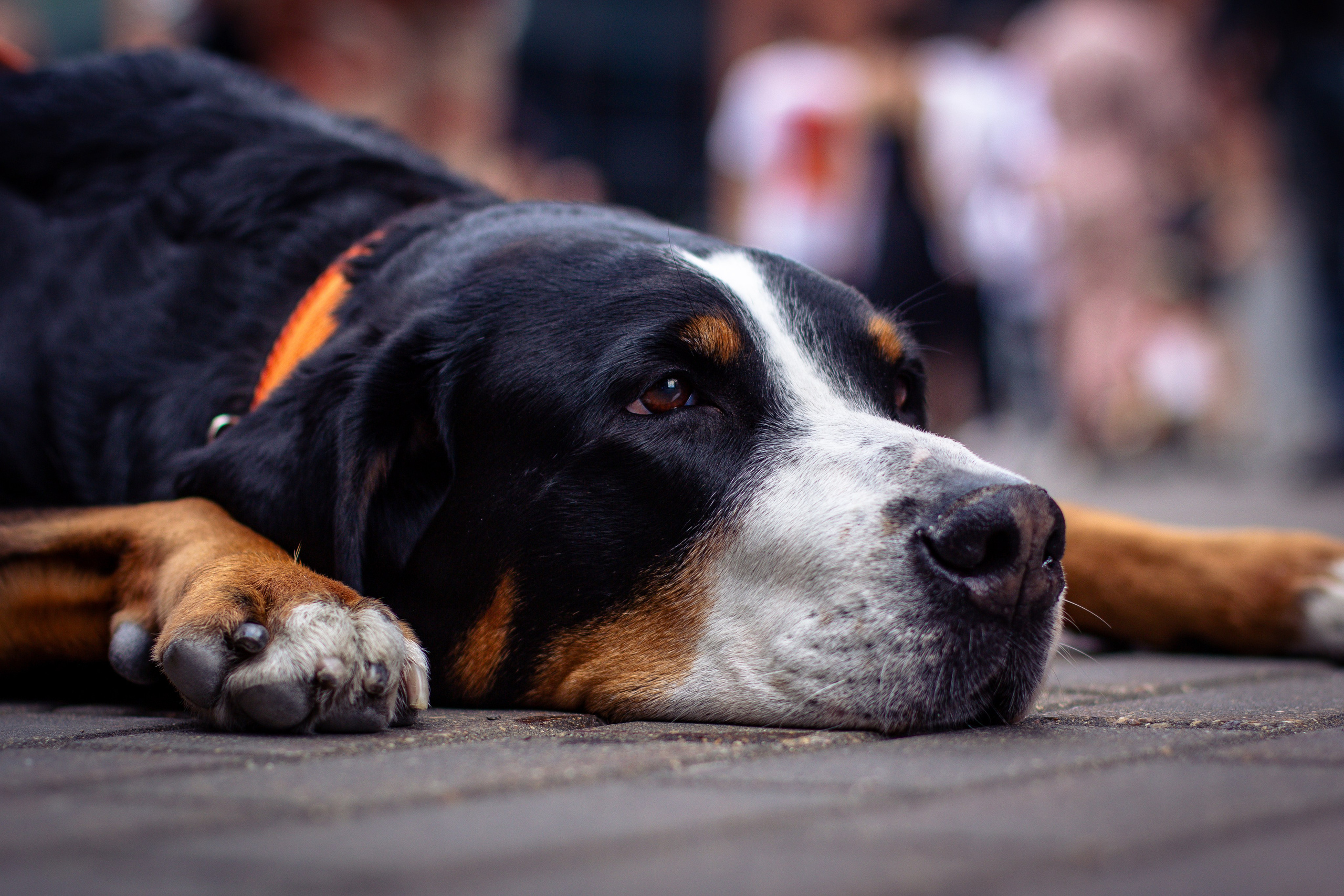 КАСТОМ КОНВЕНЦИЯ 2025. Rusty Photographer