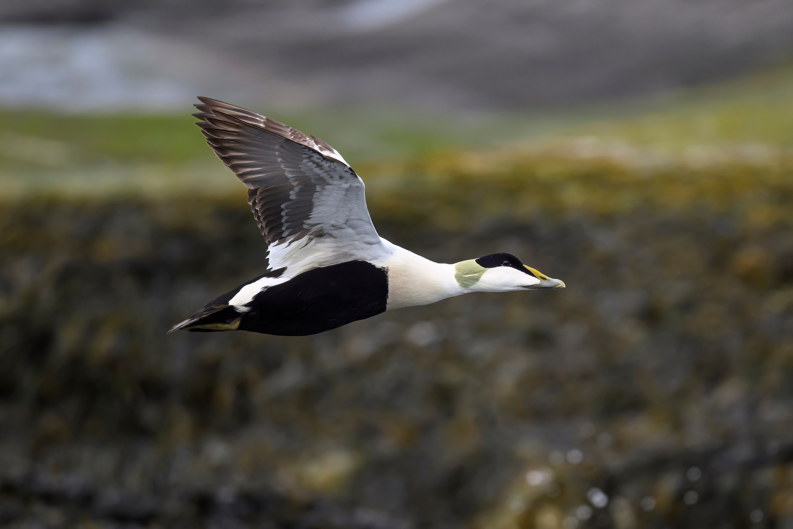 Мурманская область. Июнь 2024. Фотограф Сергей Пупонин