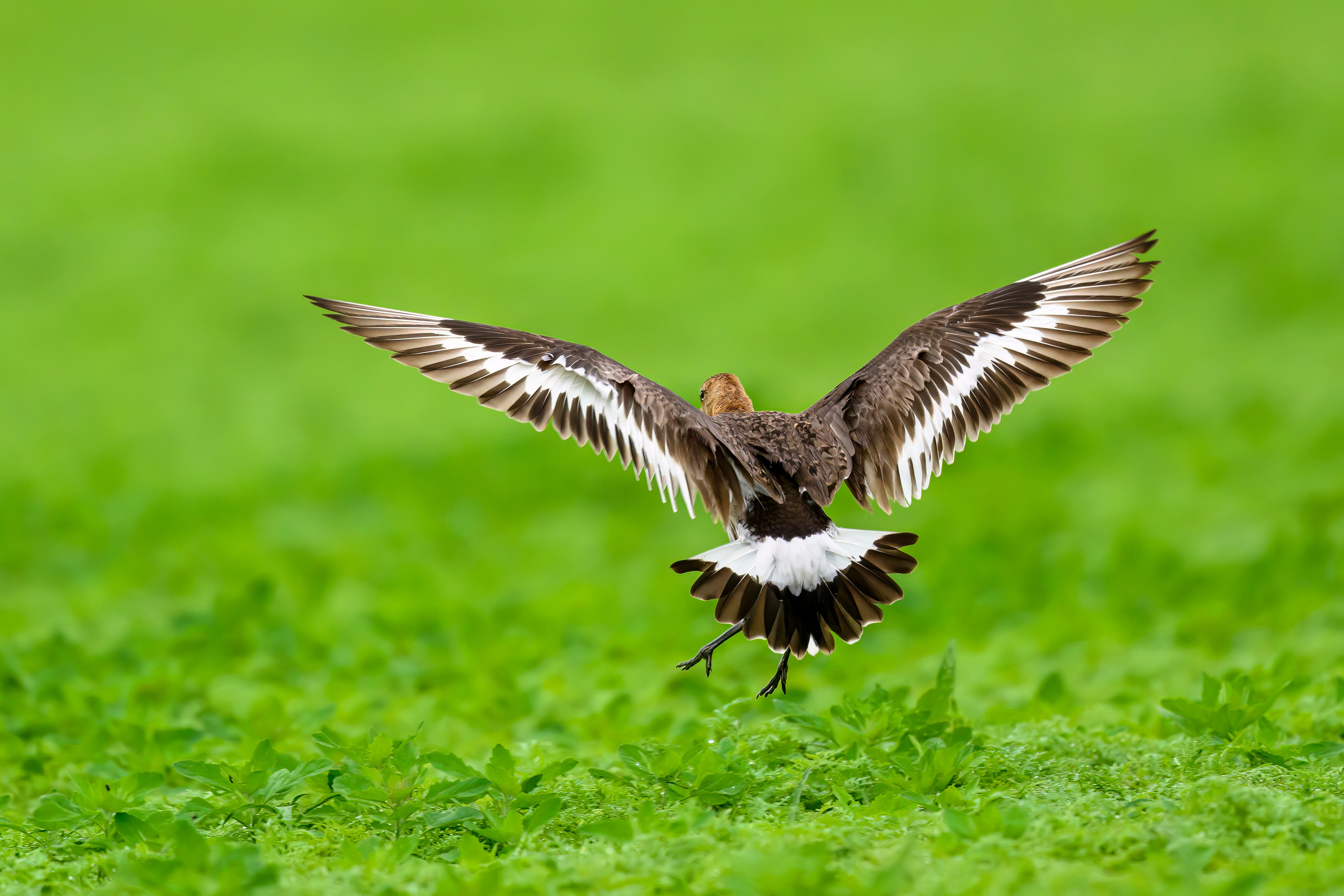 Веретенник. Фотограф Сергей Пупонин
