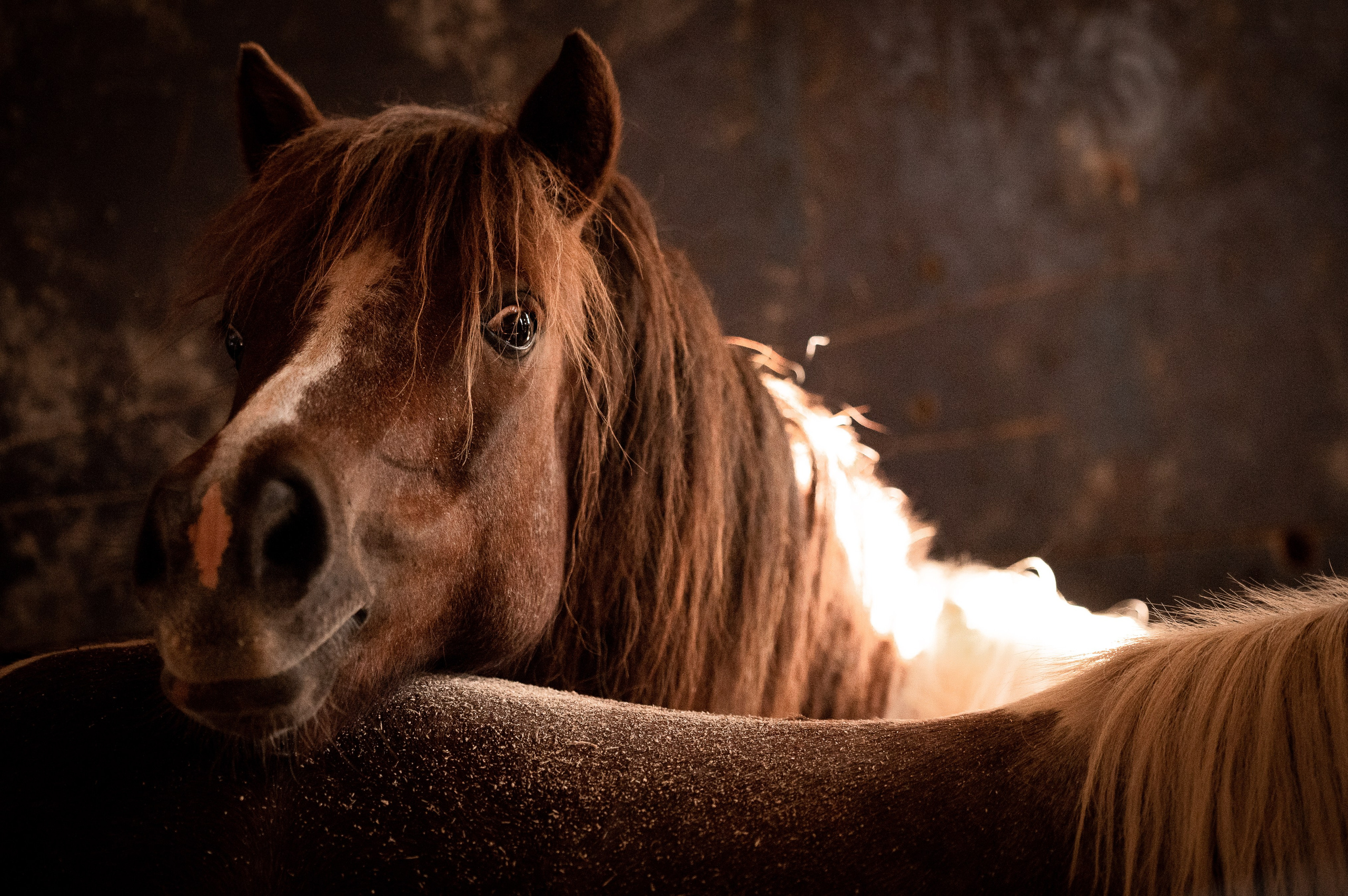 Фотограф-анималист в Санкт-Петербурге Анастасия Иванова