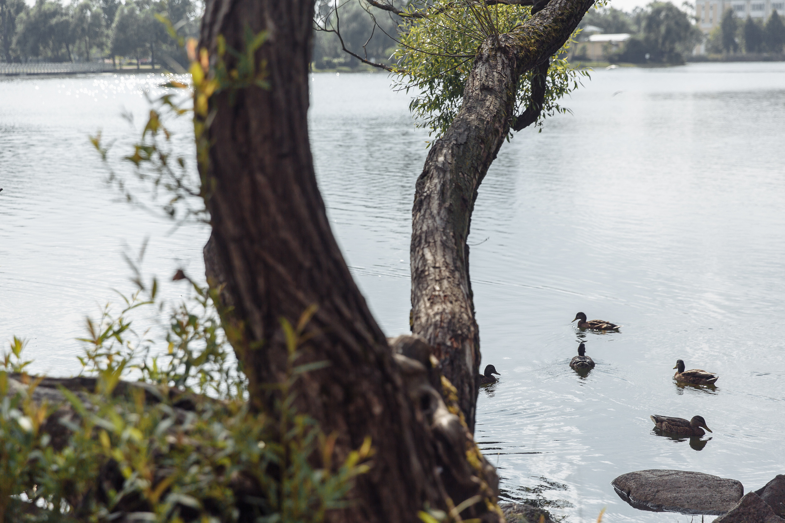 Свадебное фото Жени и Лены. Свадебный фотограф СПБ Михаил Песиков