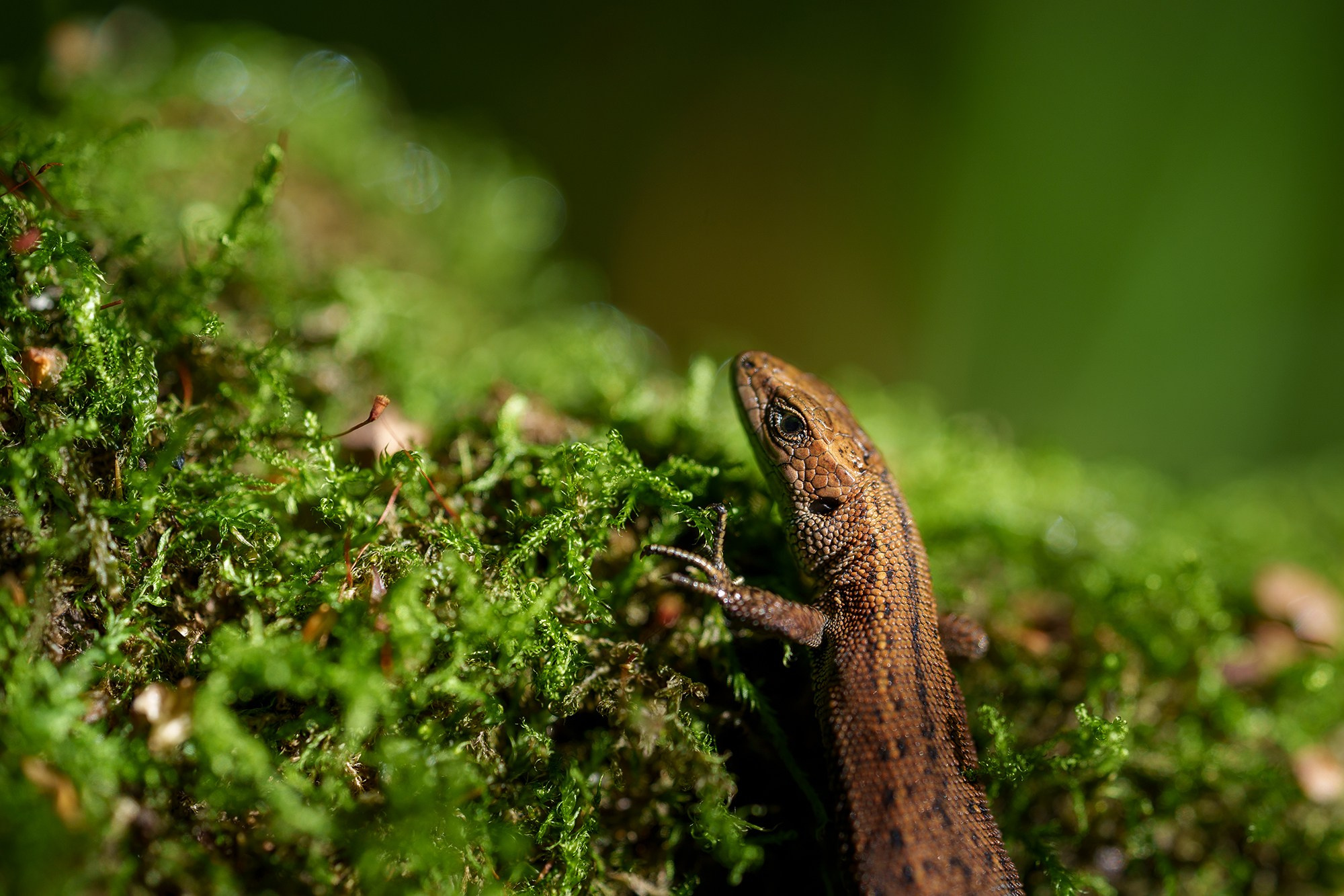 Животные. Ваш личный фотограф Марина Волкова