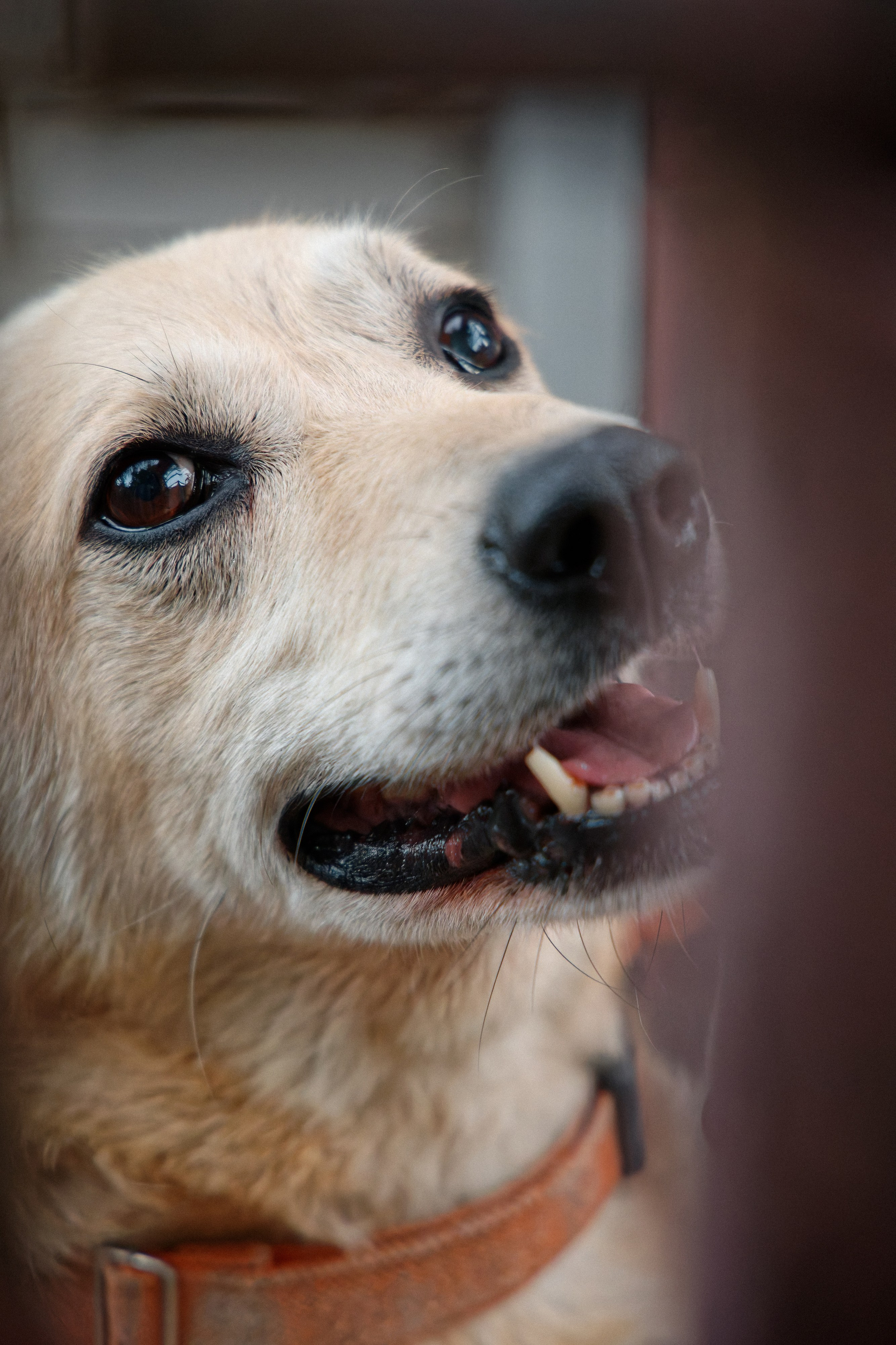 Семья Даниловых. Семейный фотограф — Макс Белогрудов