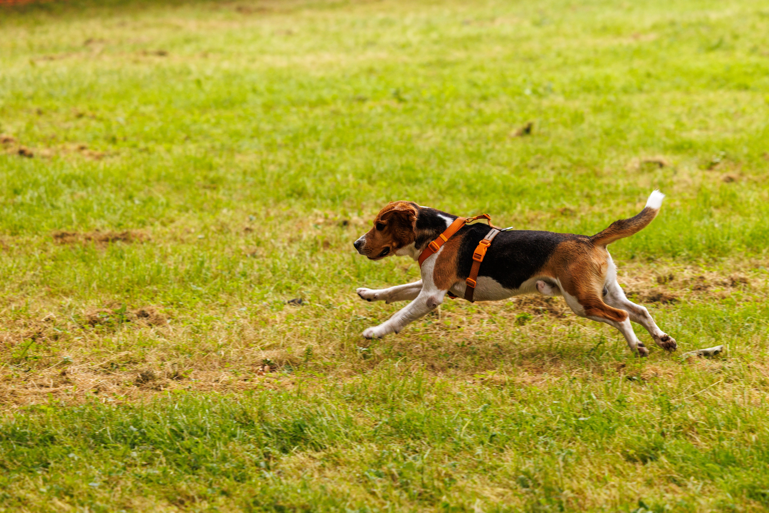 PetShopDays2026. Фотограф Александр Заломаев