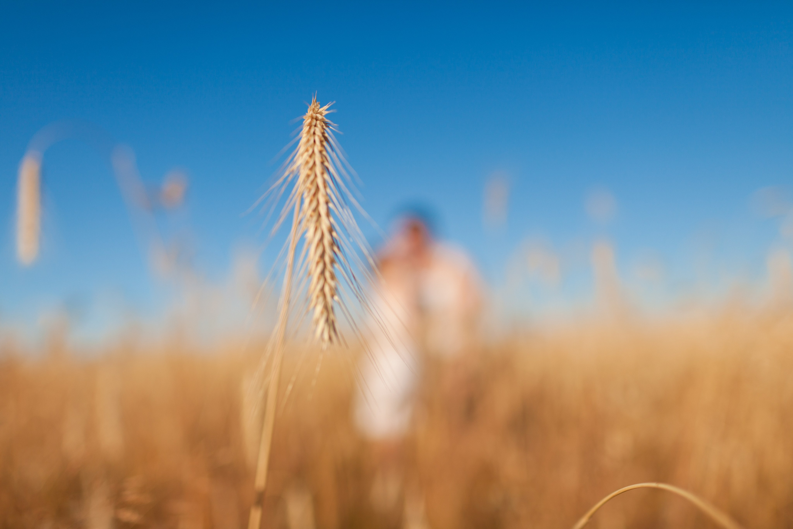 Алиса и Сергей, история в полях. Фотограф Денис Гавриленков в Москве