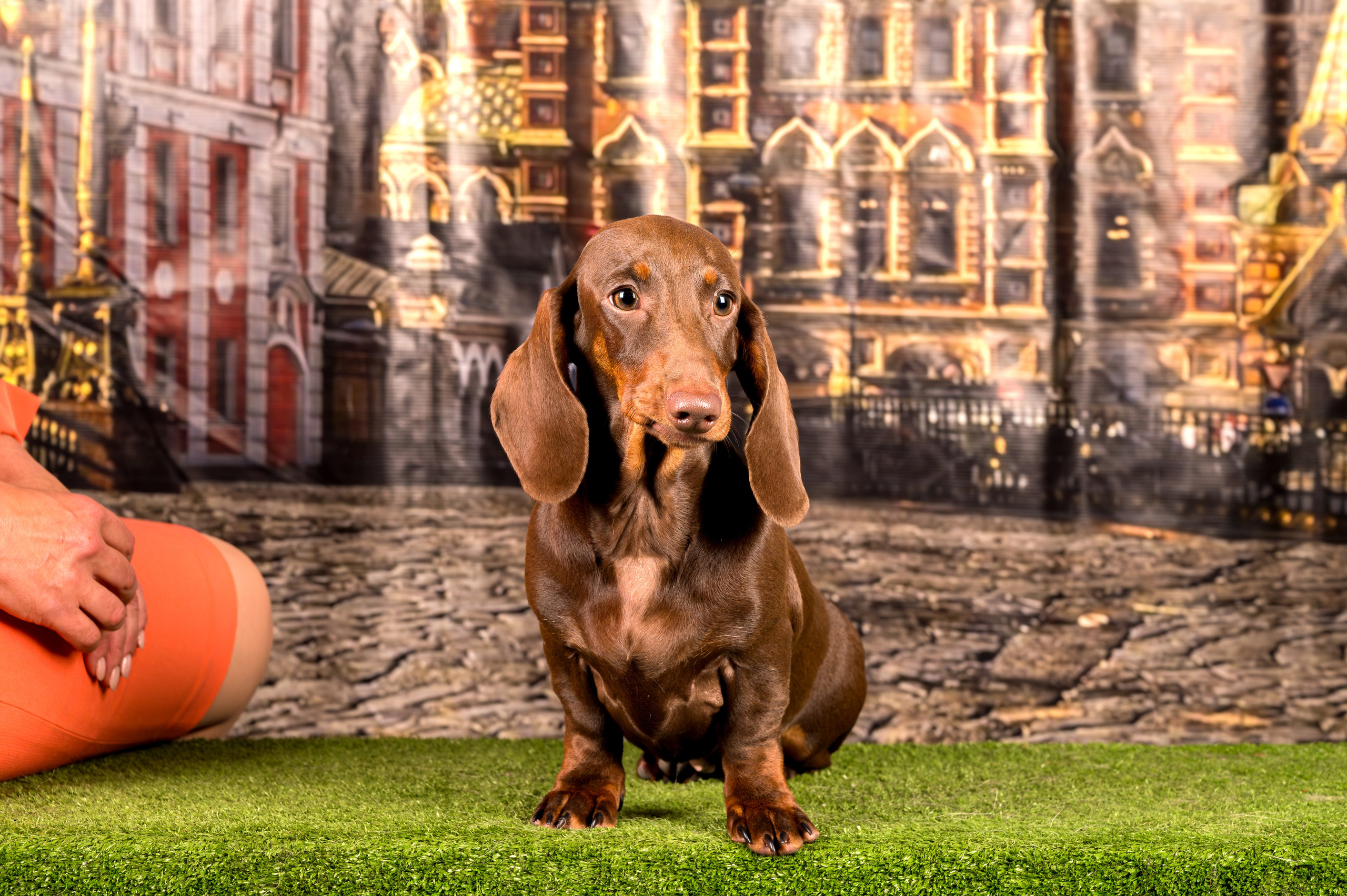 Выставка Клубы «Фауна» и «Догсити» 21-22 Июня 2025 «Пёсбург». Фотограф-анималист в СПб