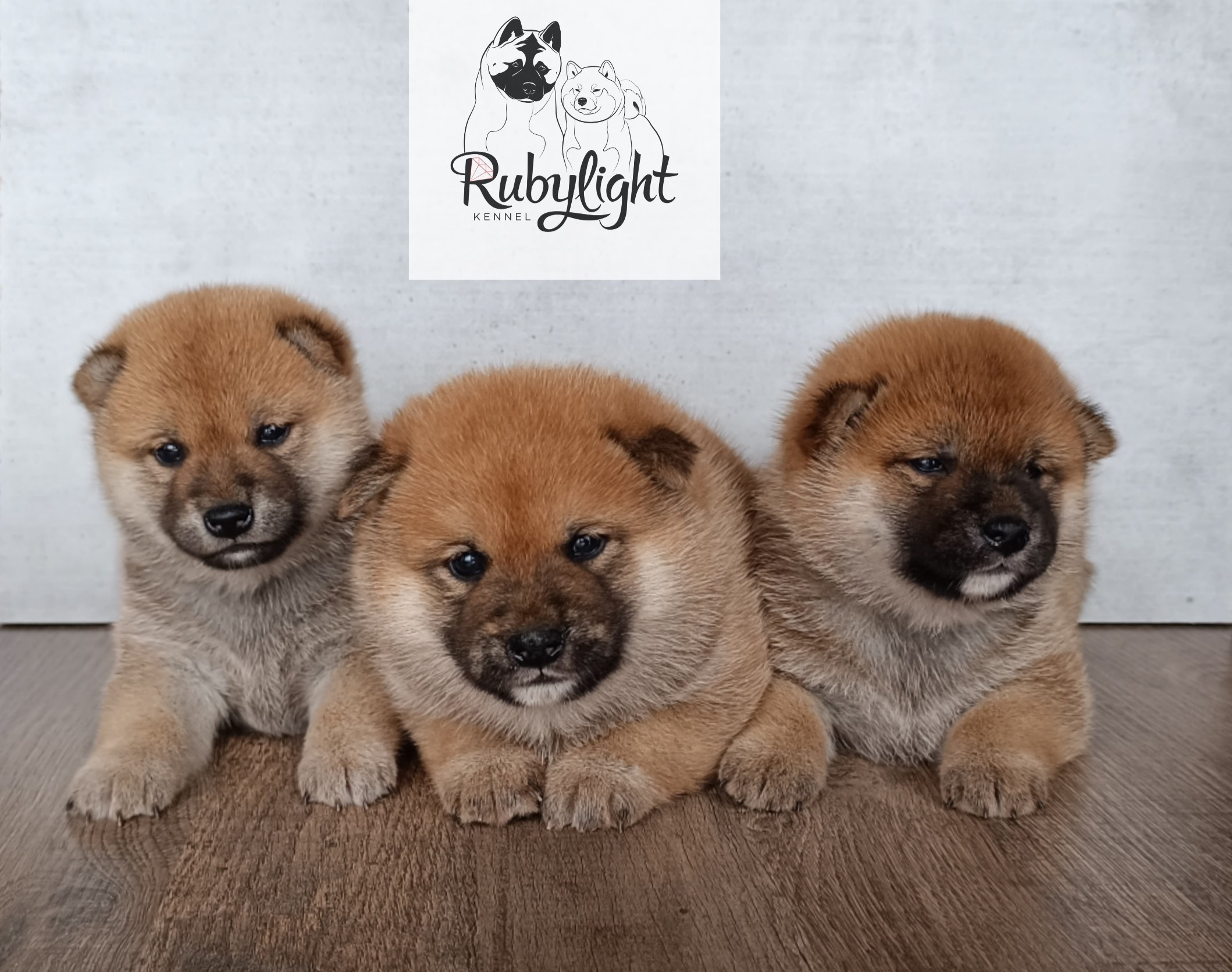 Сиба Помёт Е питомник Рубилайт