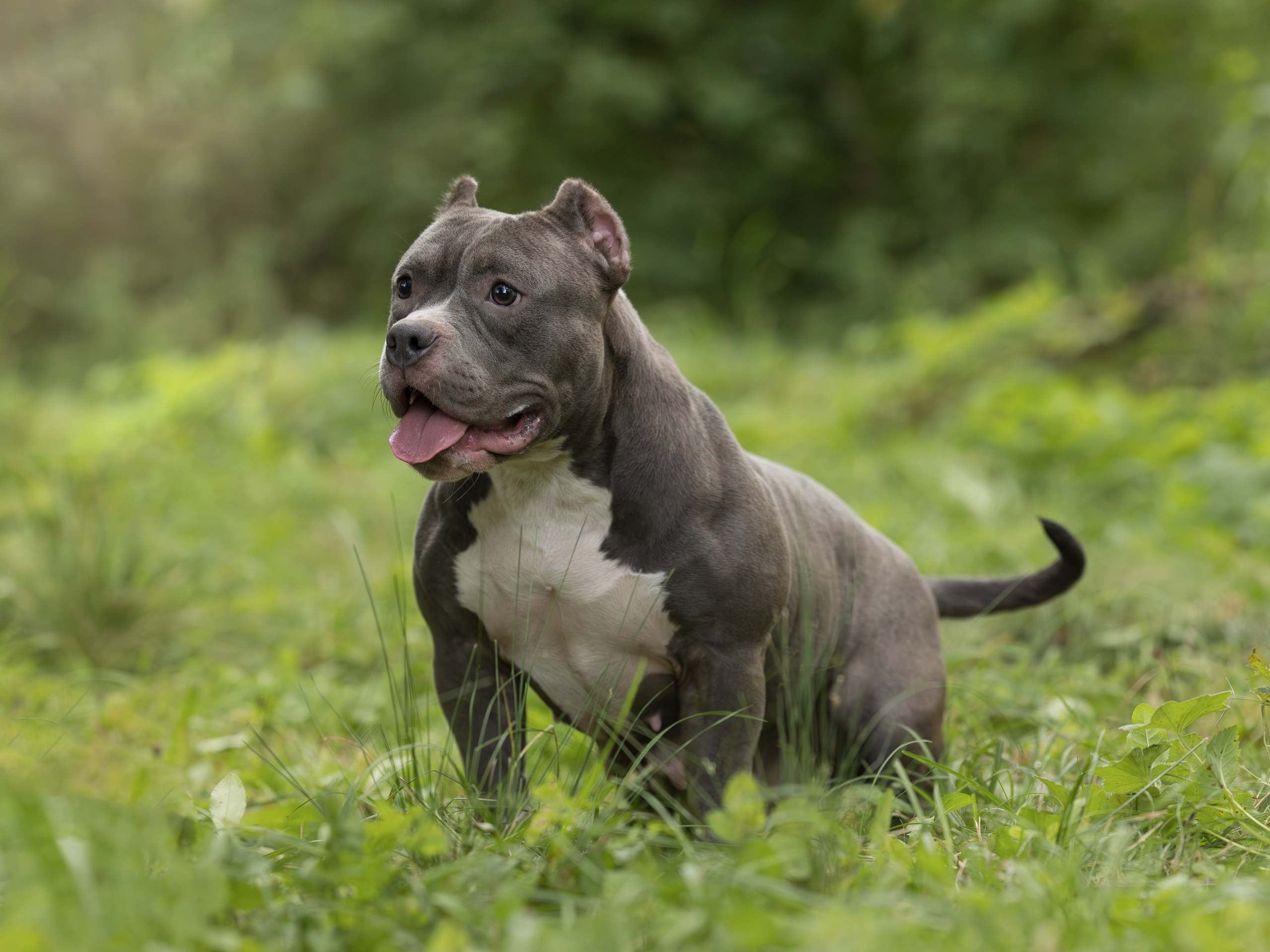 Сука Американский булли YSERA - производитель питомника