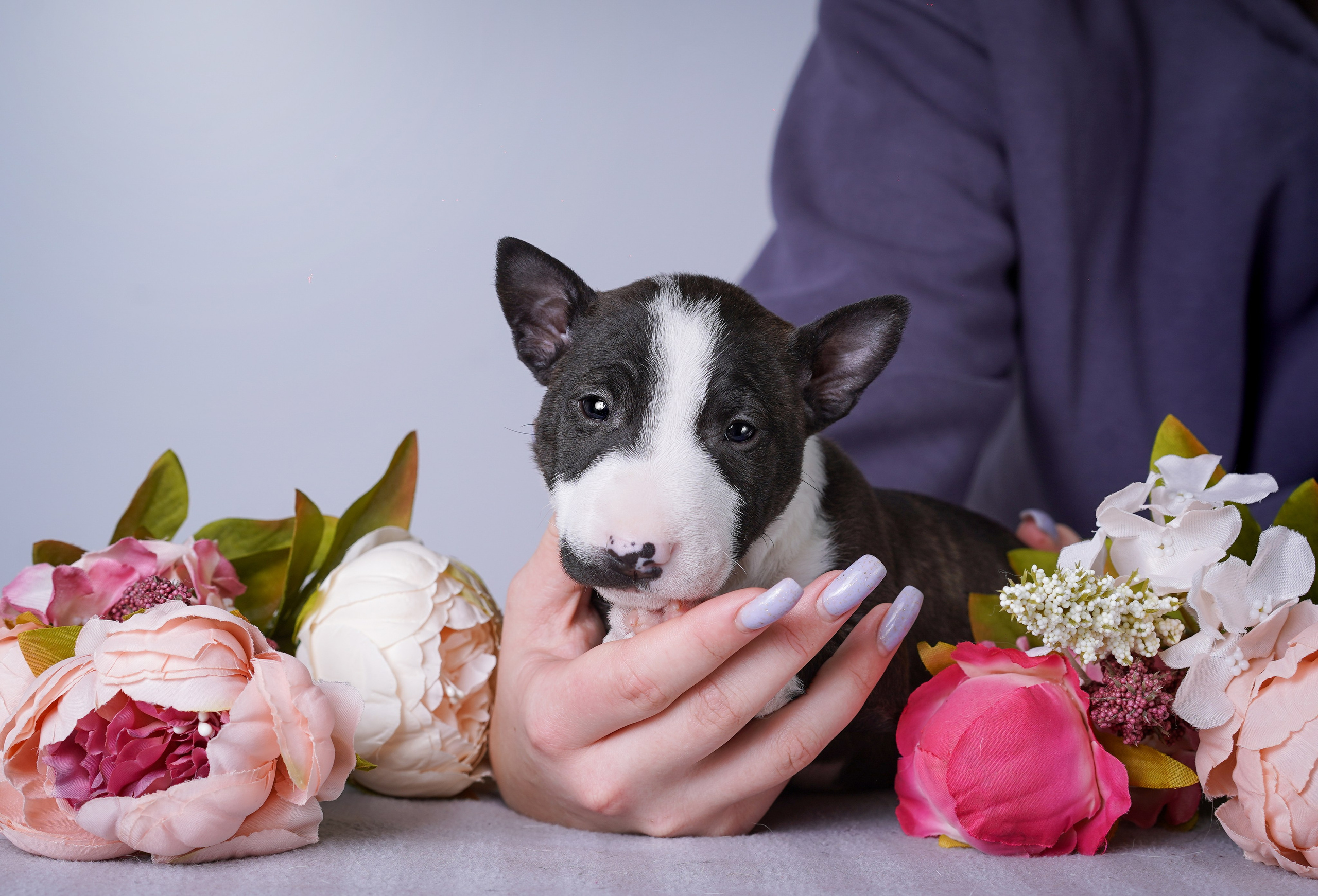 Щенки минибуля. Фотограф-анималист в Санкт-Петербурге Яна Мартынова