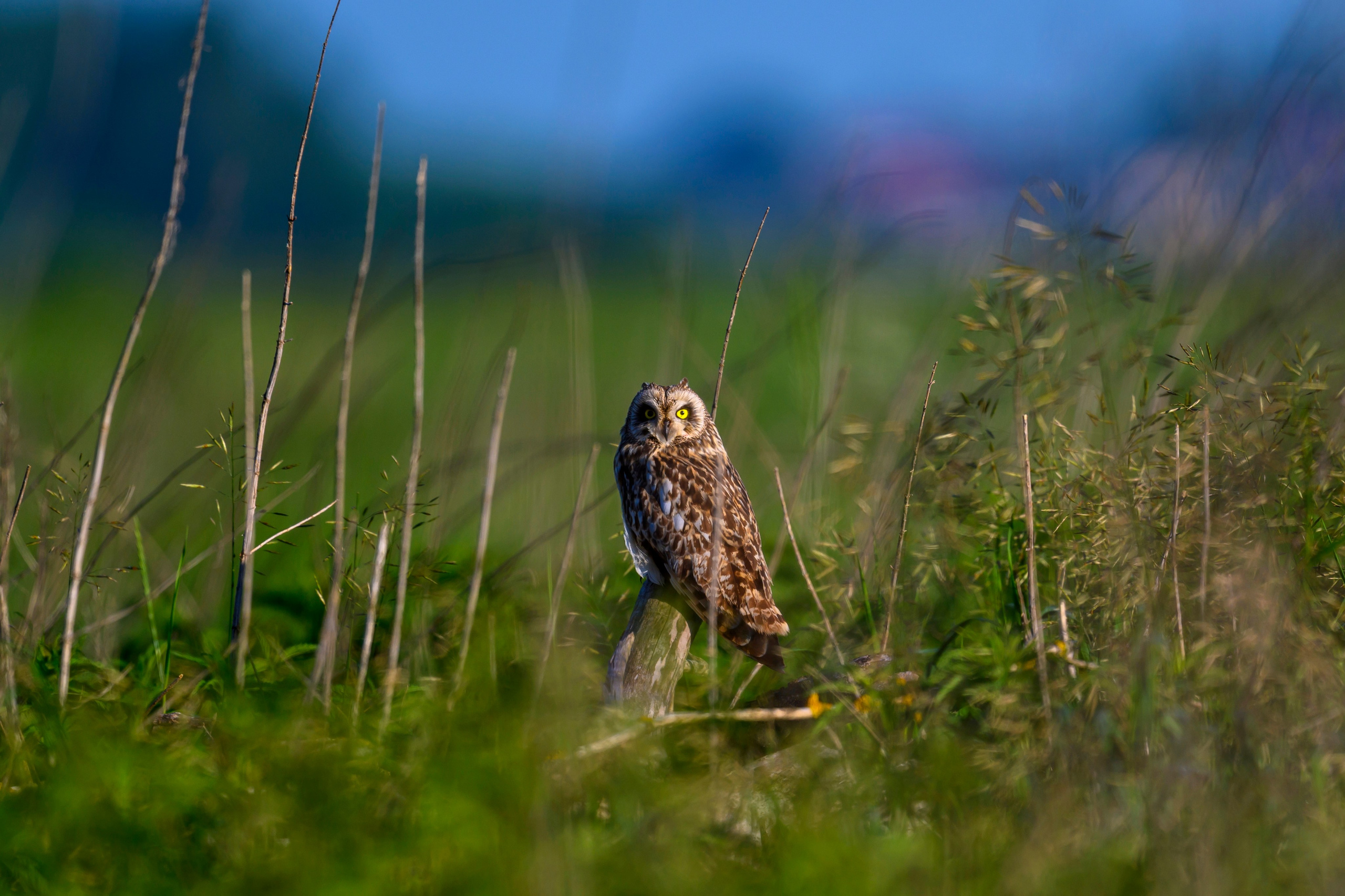 Short eared owl. Wildlife photography by Sergey Puponin