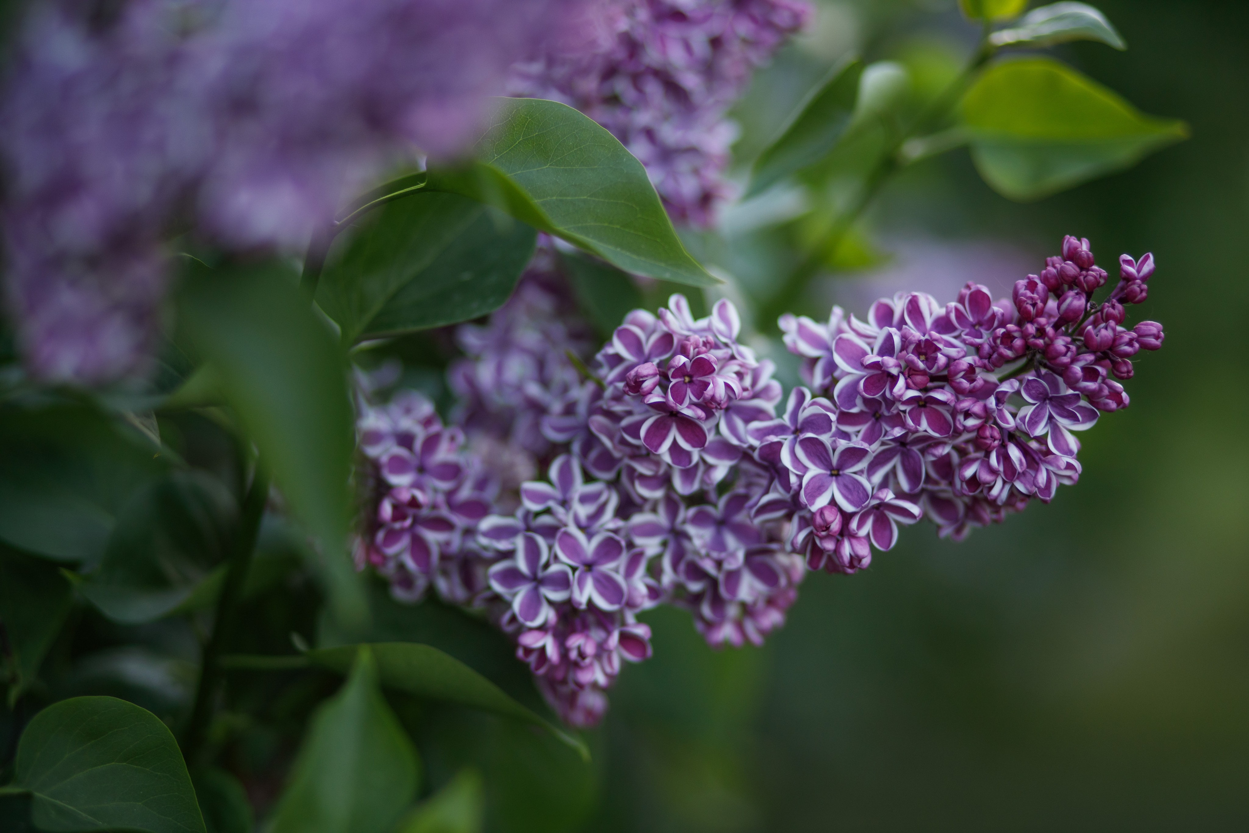 Том мест в Москве с сиренью. Sysoevaoksana