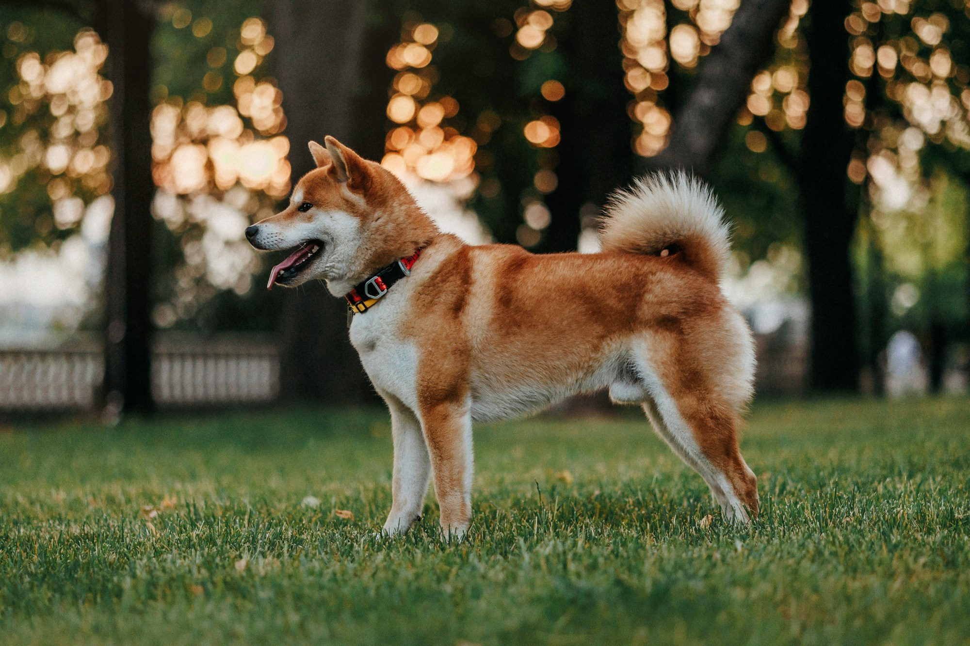 Аня, Влад и Ики. Фотограф-анималист Елена Радченко, Москва