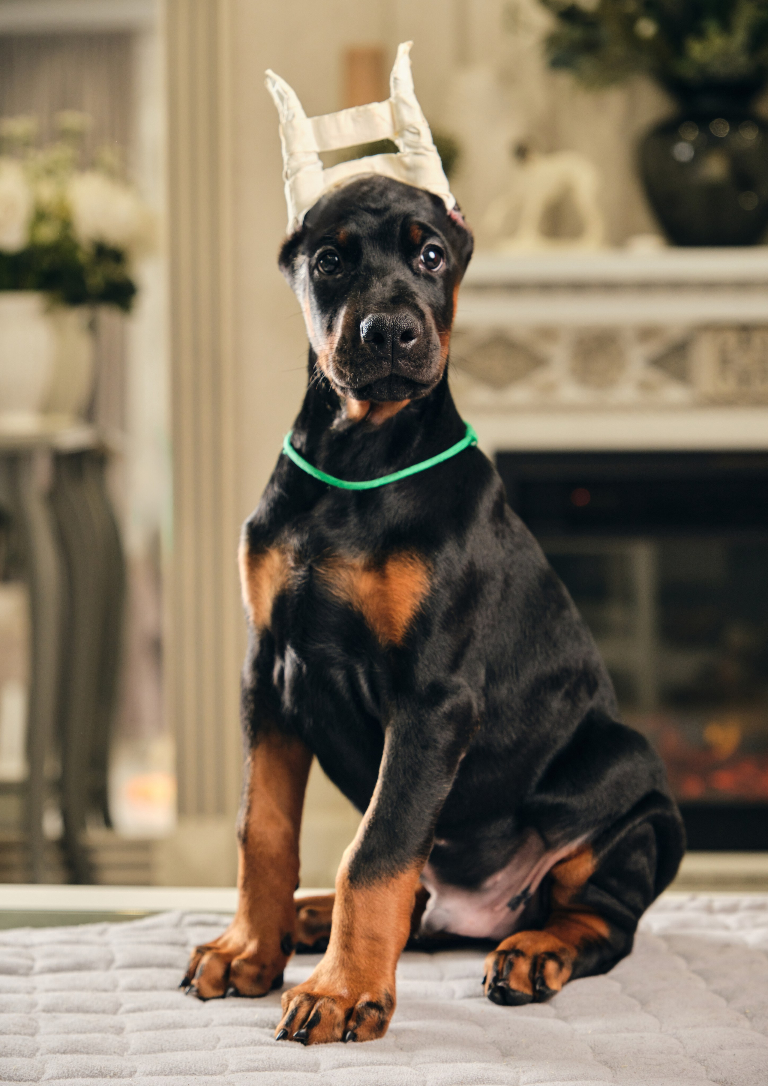 Фотограф животных в Москве и московской области. Профессиональный фотограф в Москве — Максим Дьяконов