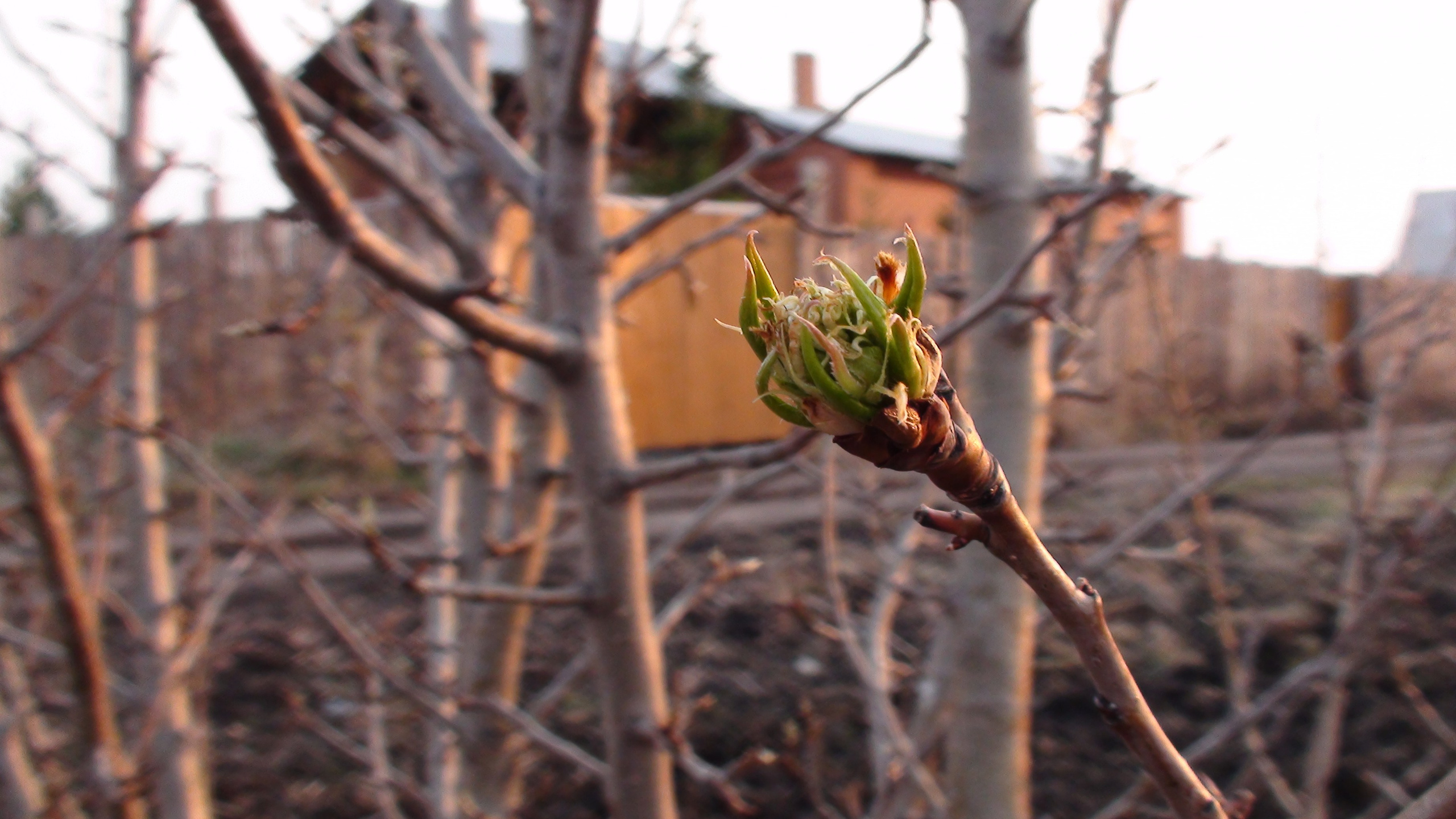 Дача 11.05.2009. Семейный, Свадебный фотограф СПБ Питер— Романова Екатерина