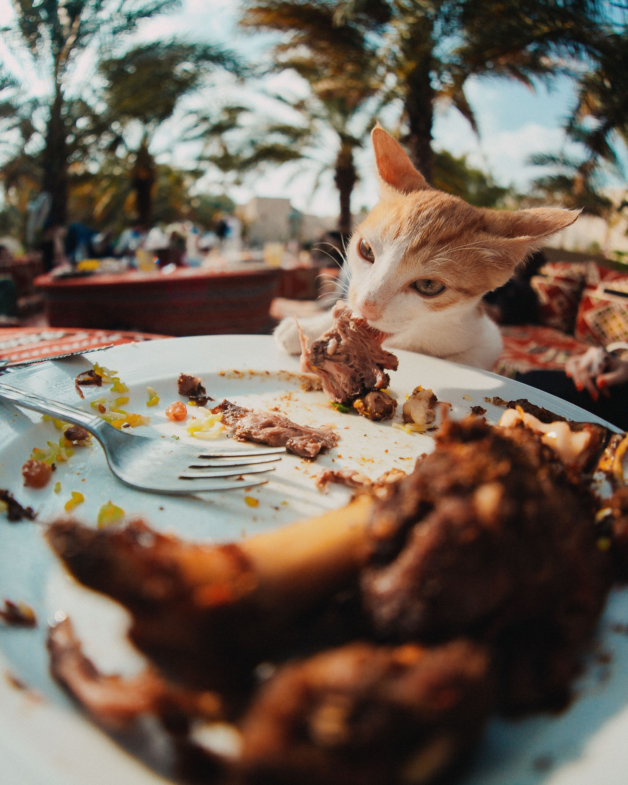 Оман. Сyber Genesis. Главная