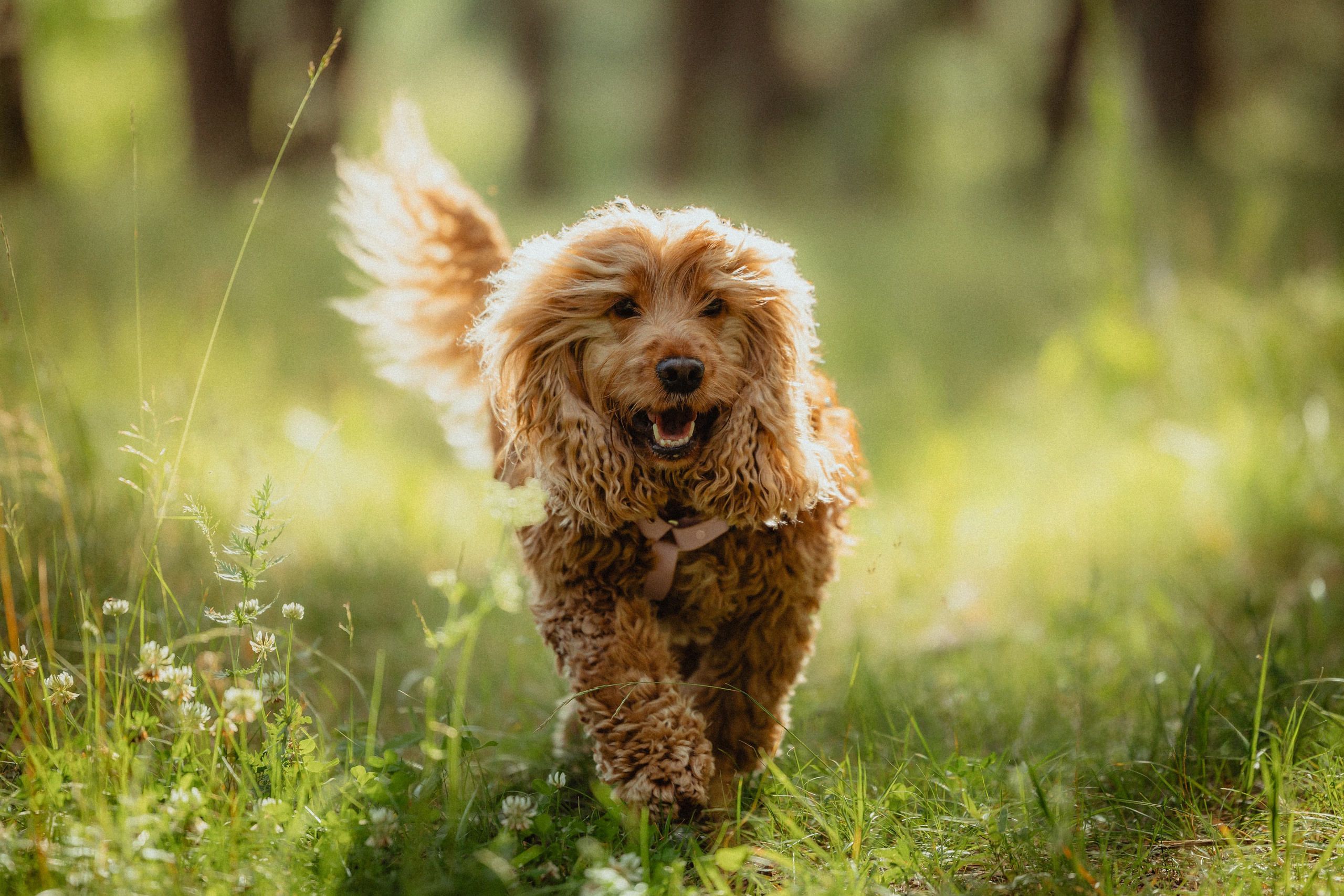 Выездной дог-тренинг от школы «Шерсть имею»