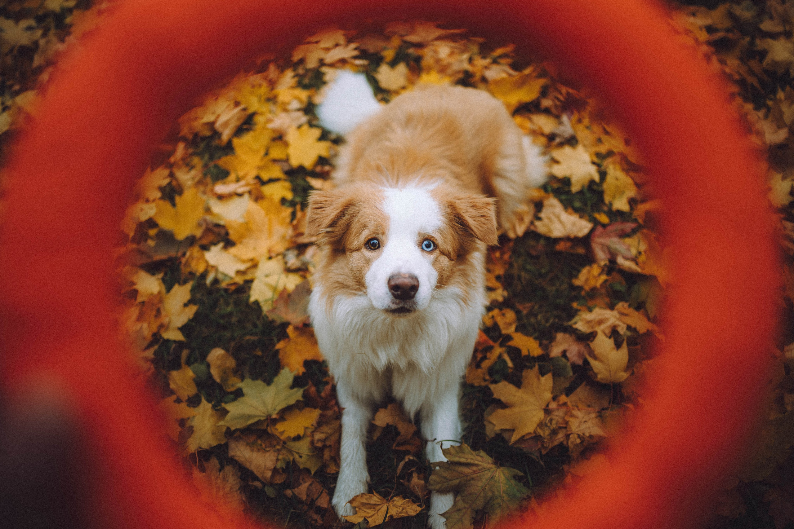 Алина, Витя и Асти