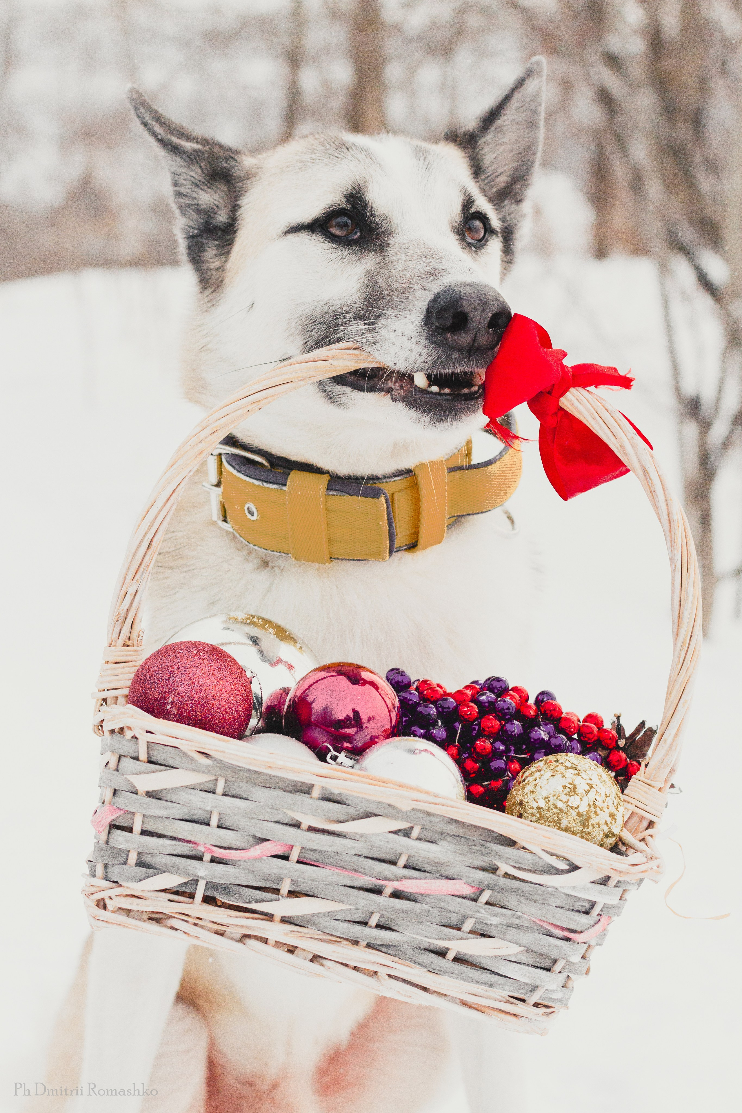 Анималистка. Фотограф Дмитрий Ромашко