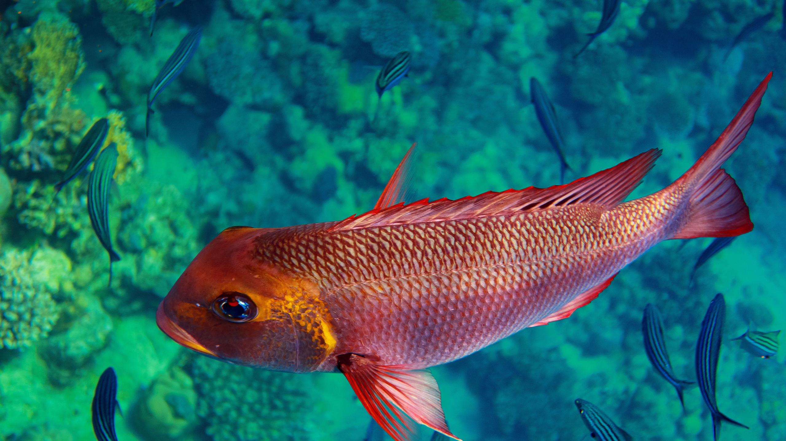 Fish. Фотограф Светлана Голицына