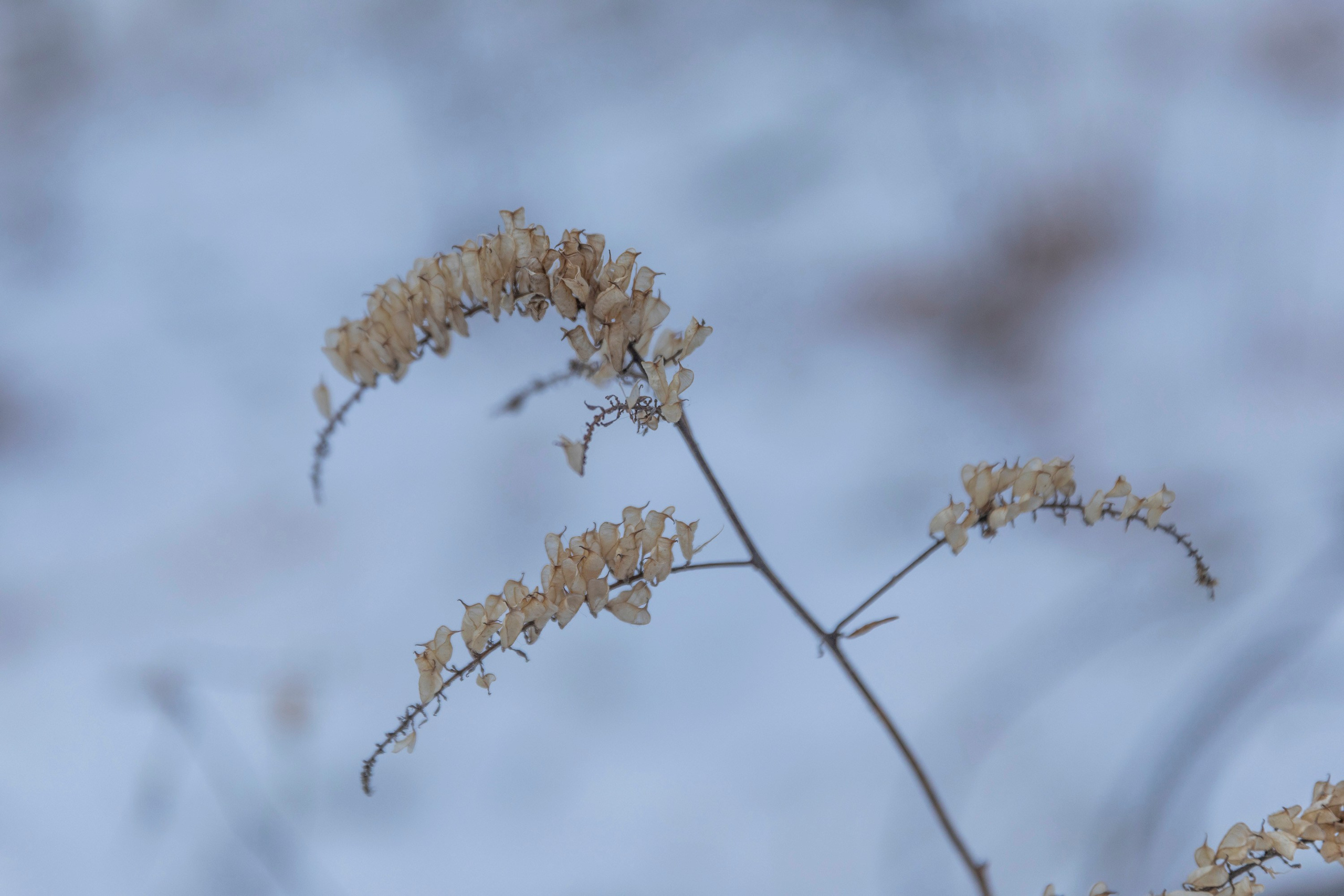 Алтай в декабре. Марина Захарова — Фотограф. Москва / Marina Zakharova — Photographer