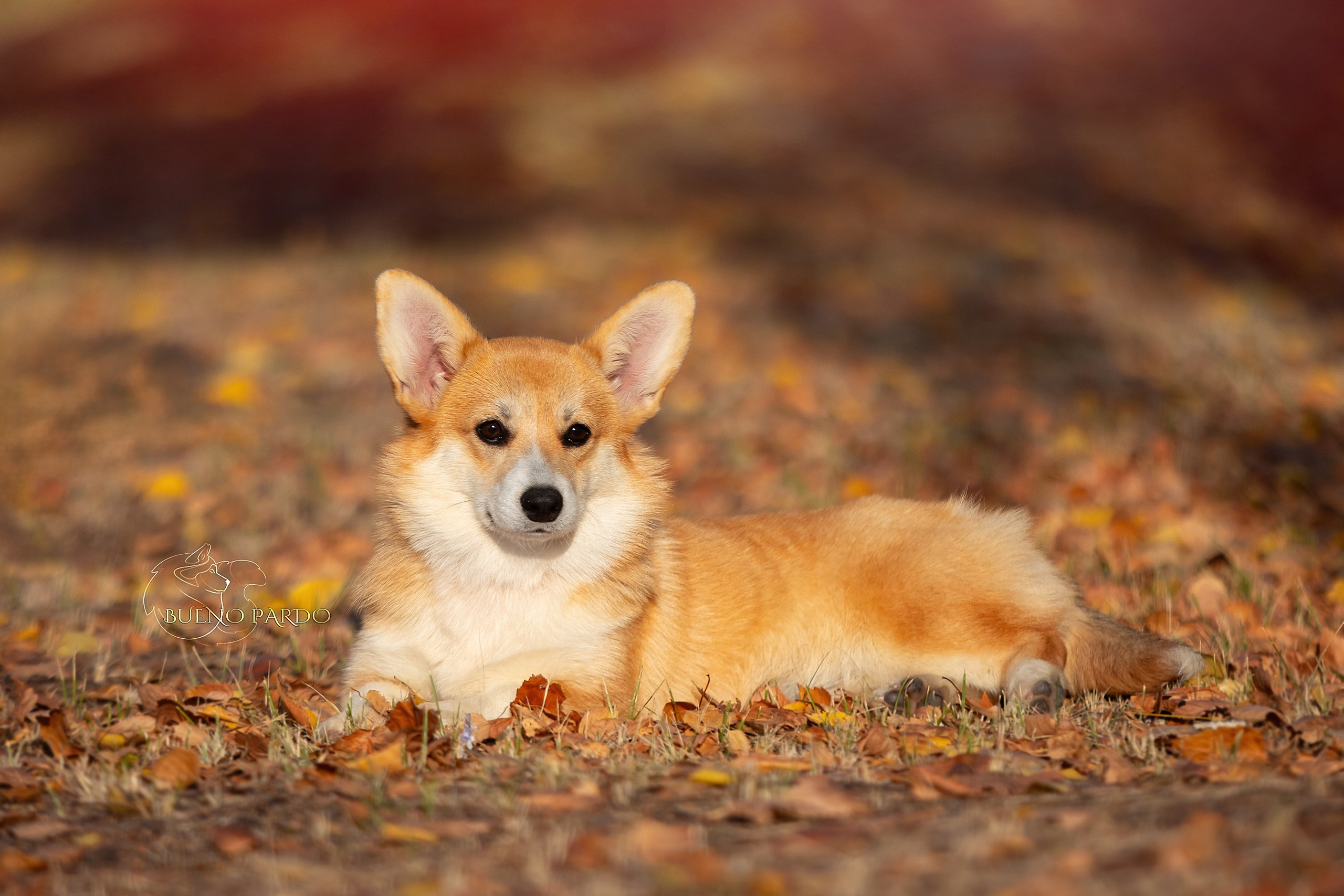 Щенки вельш корги пемброк из питомника. Питомник собак Акита, Хаски, Корги