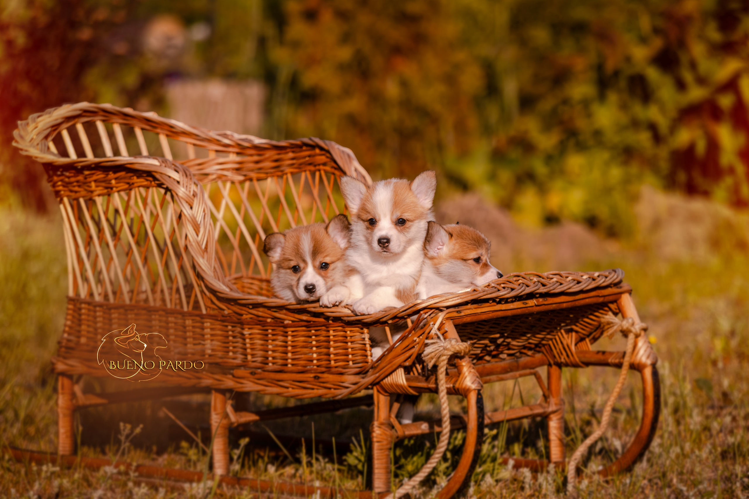 Щенки вельш корги пемброк из питомника. Питомник собак Акита, Хаски, Корги